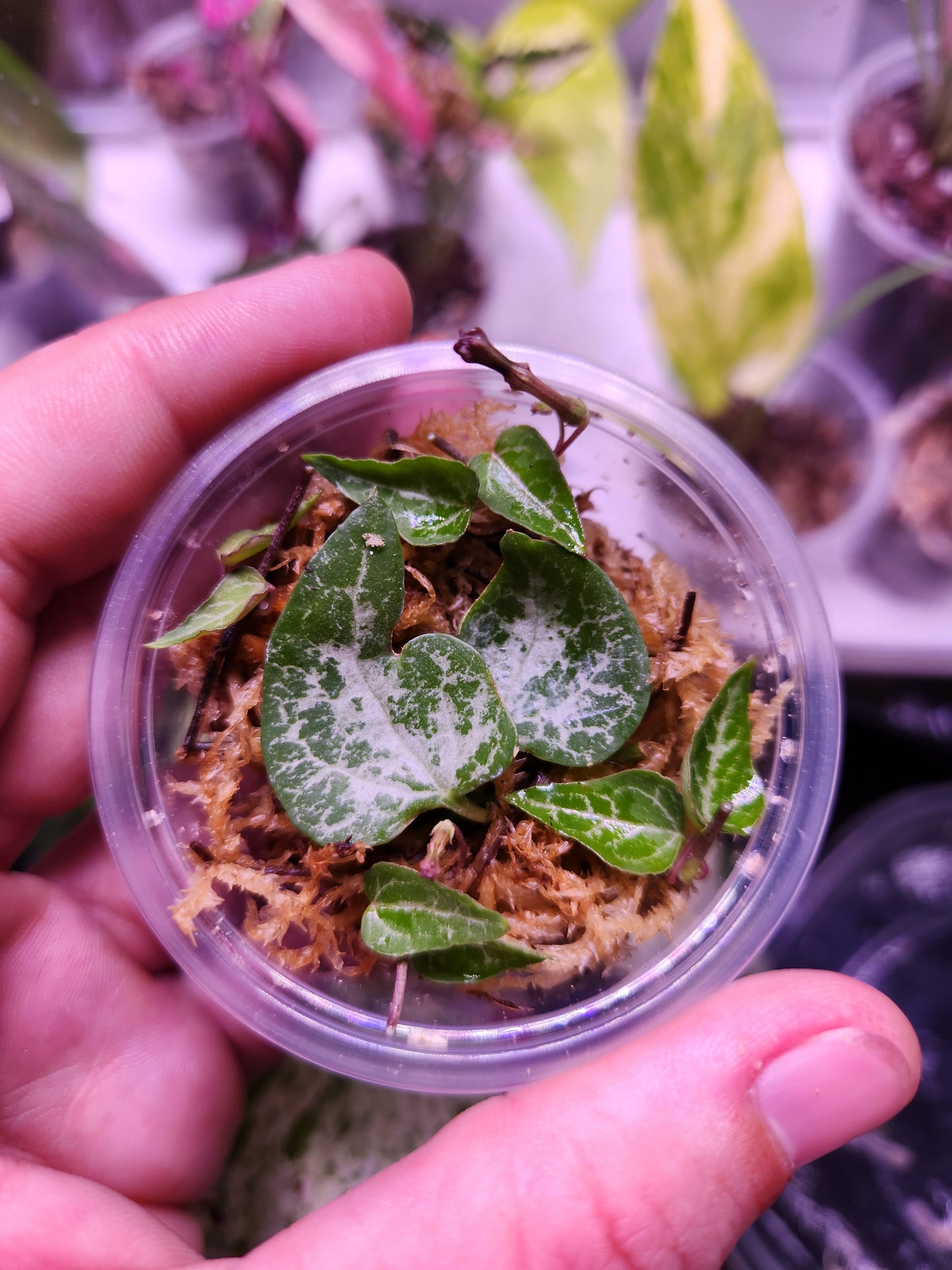String of Things Propagation Kits