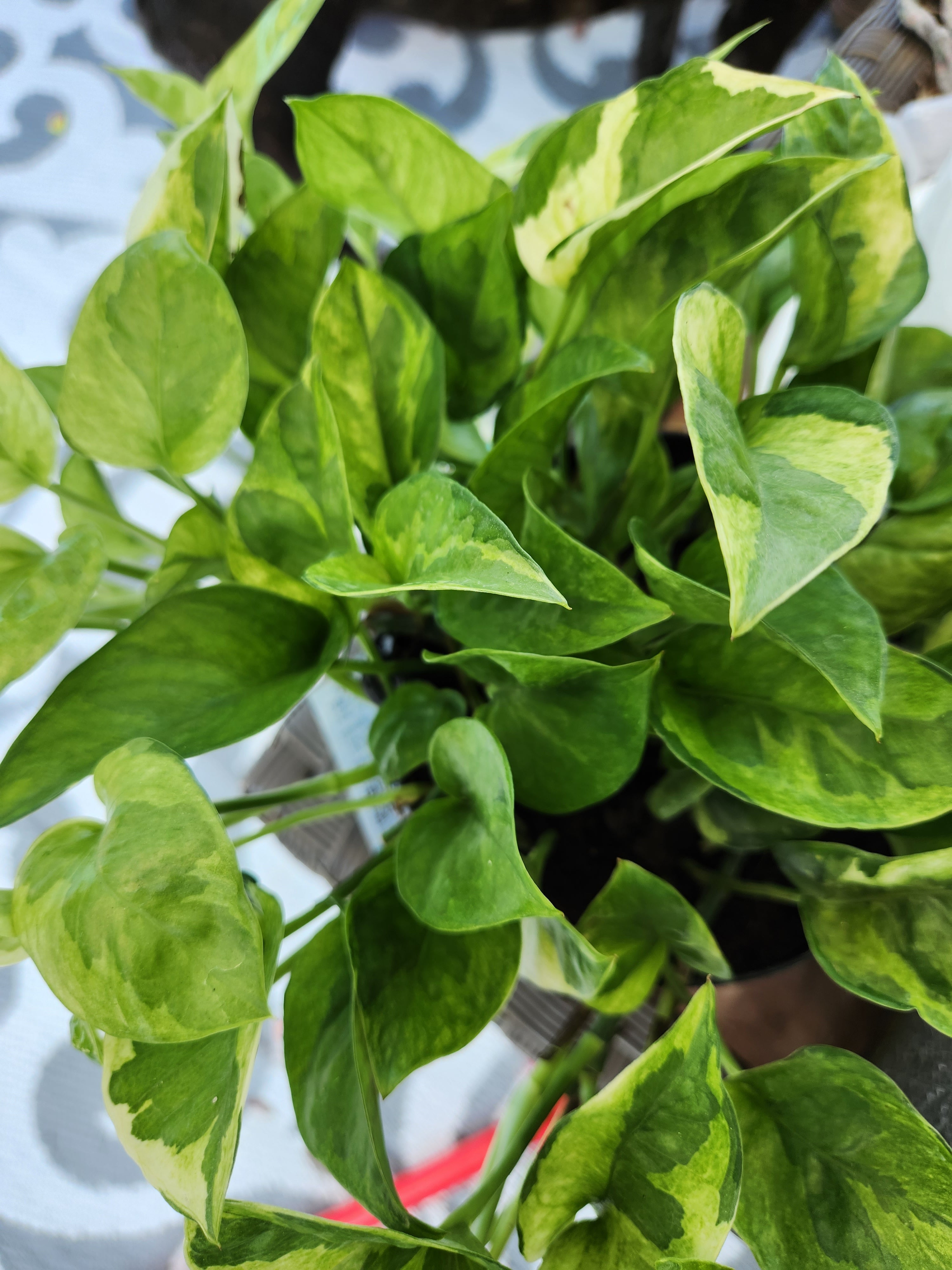 meringue pothos Lemon Meringue Pothos Single Node Cutting