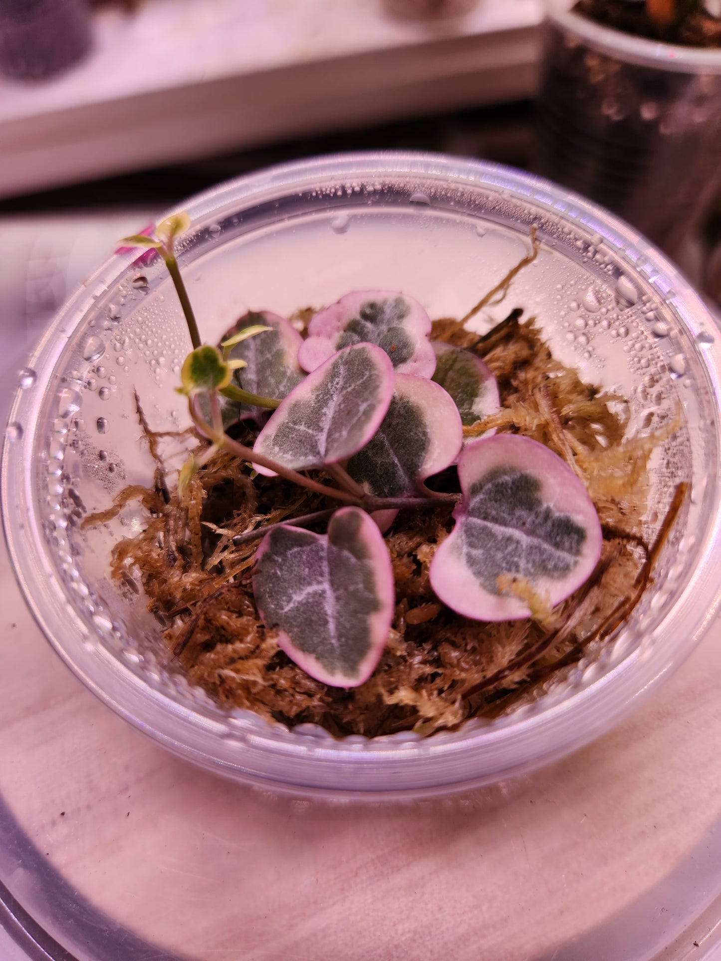 String of Things Propagation Kits