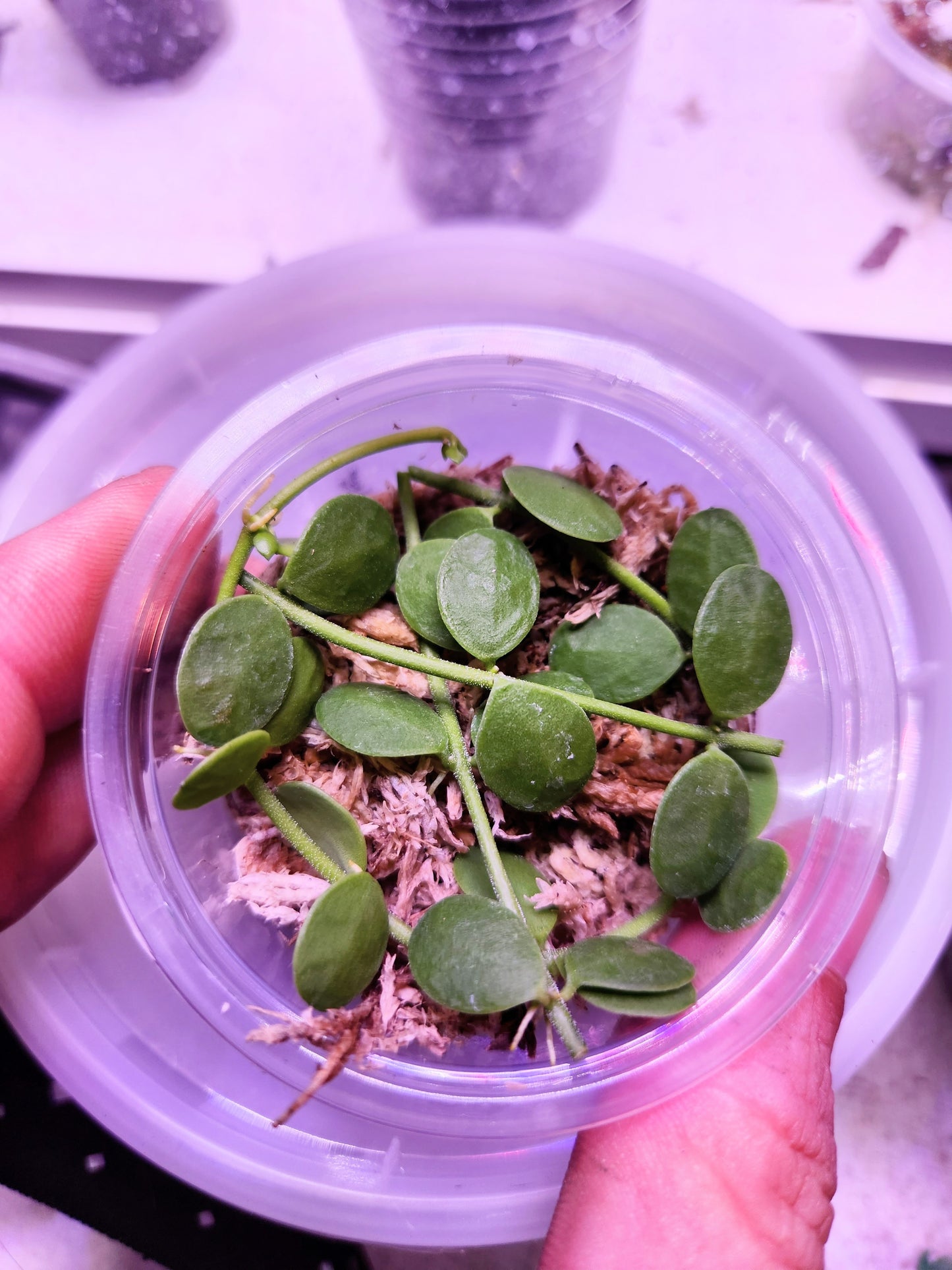 String of Things Propagation Kits