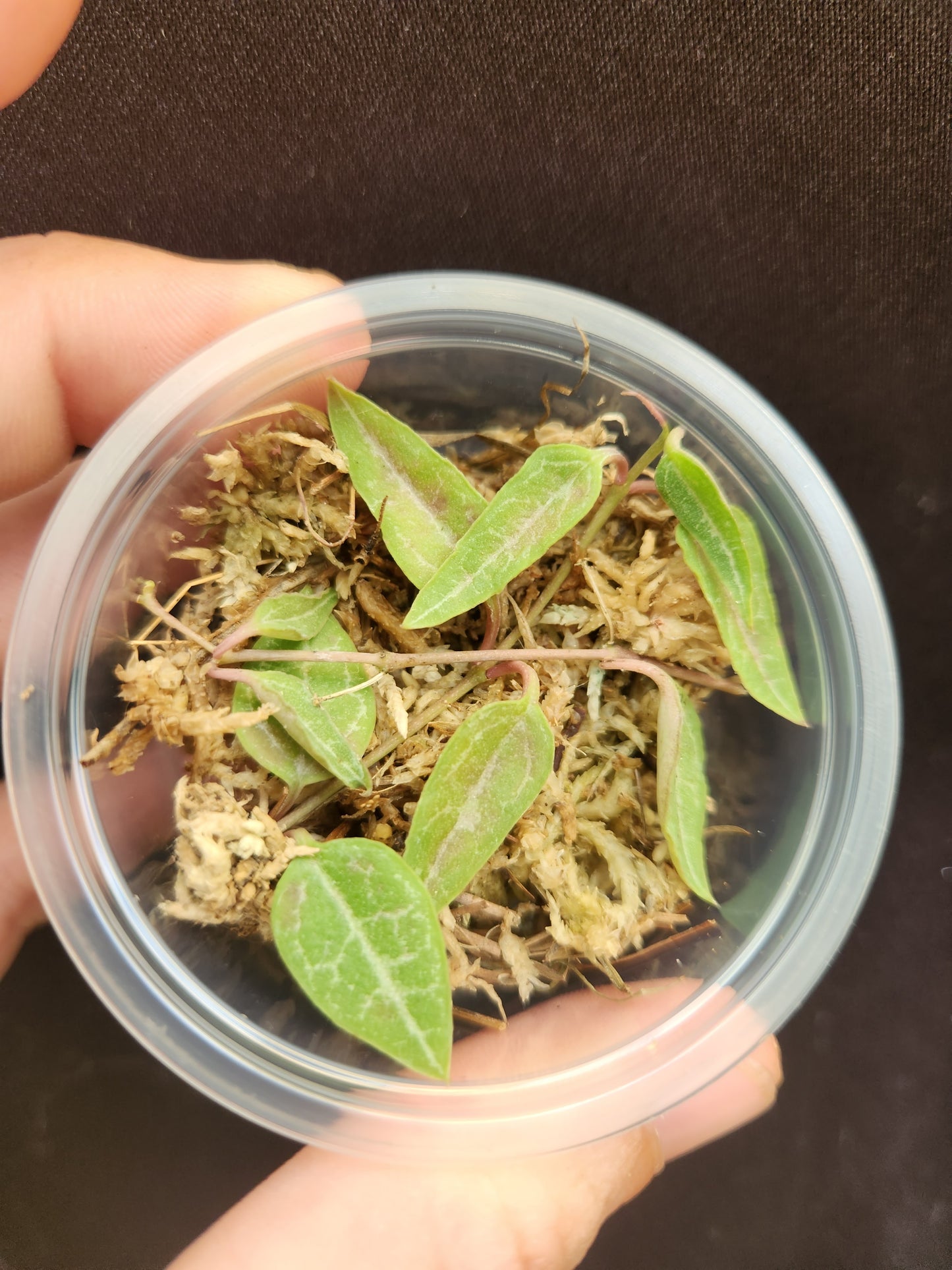 String of Spades