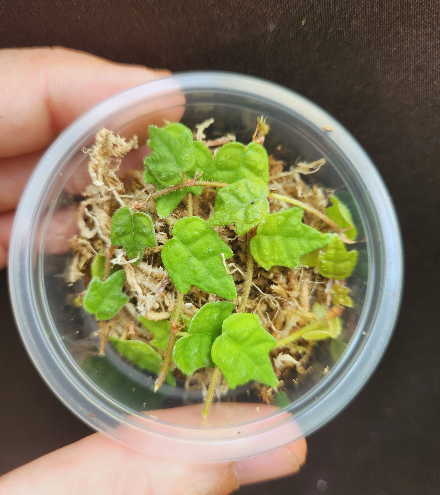String of Things Propagation Kits