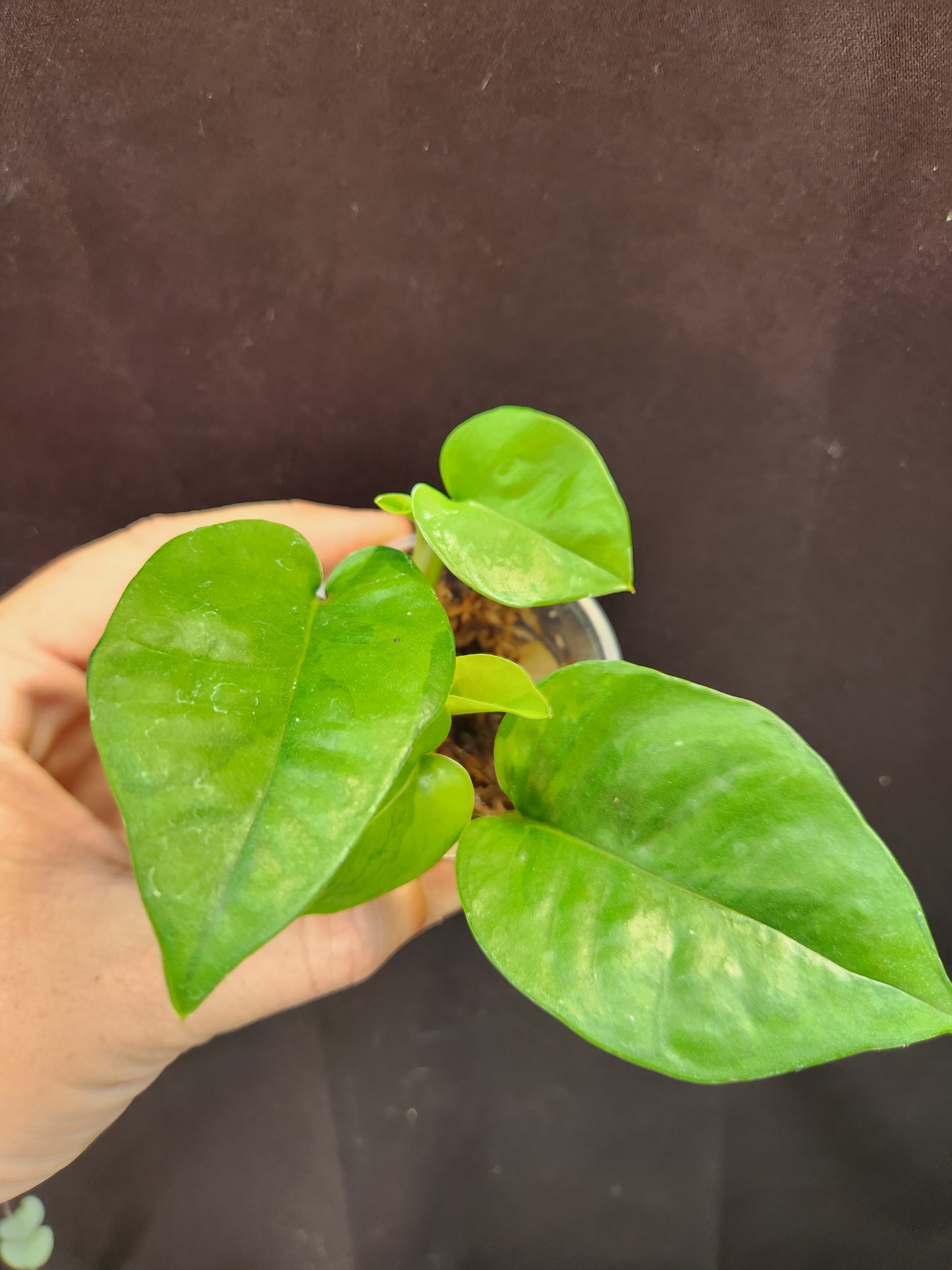 Emerald Pothos
