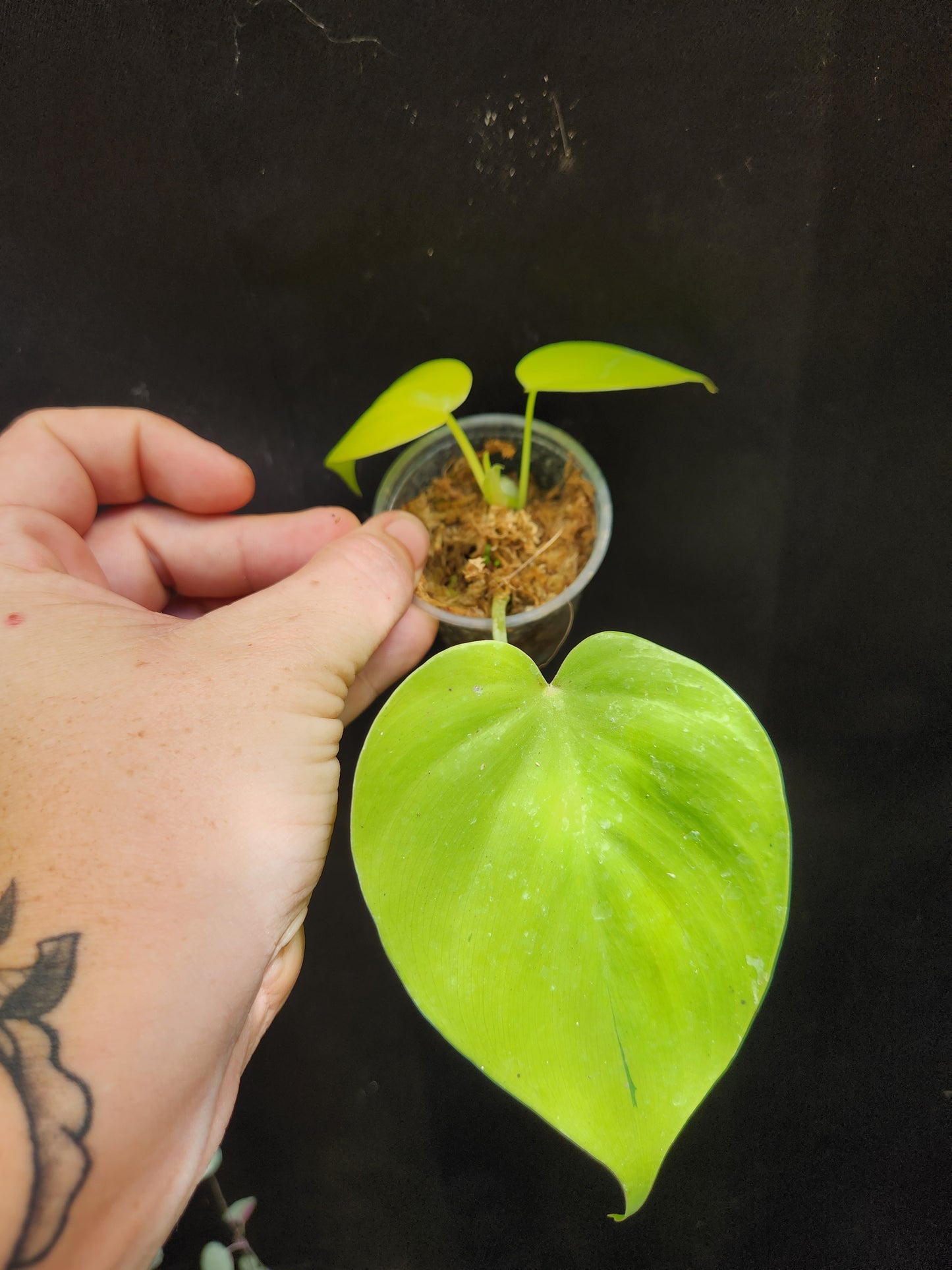 Lemon Lime Philodendron