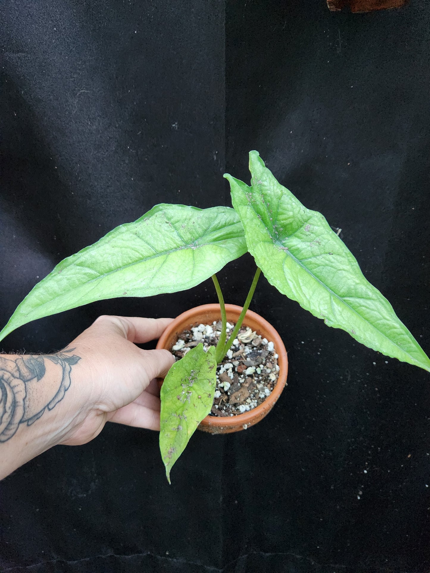 Alocasia Dragonsbreath