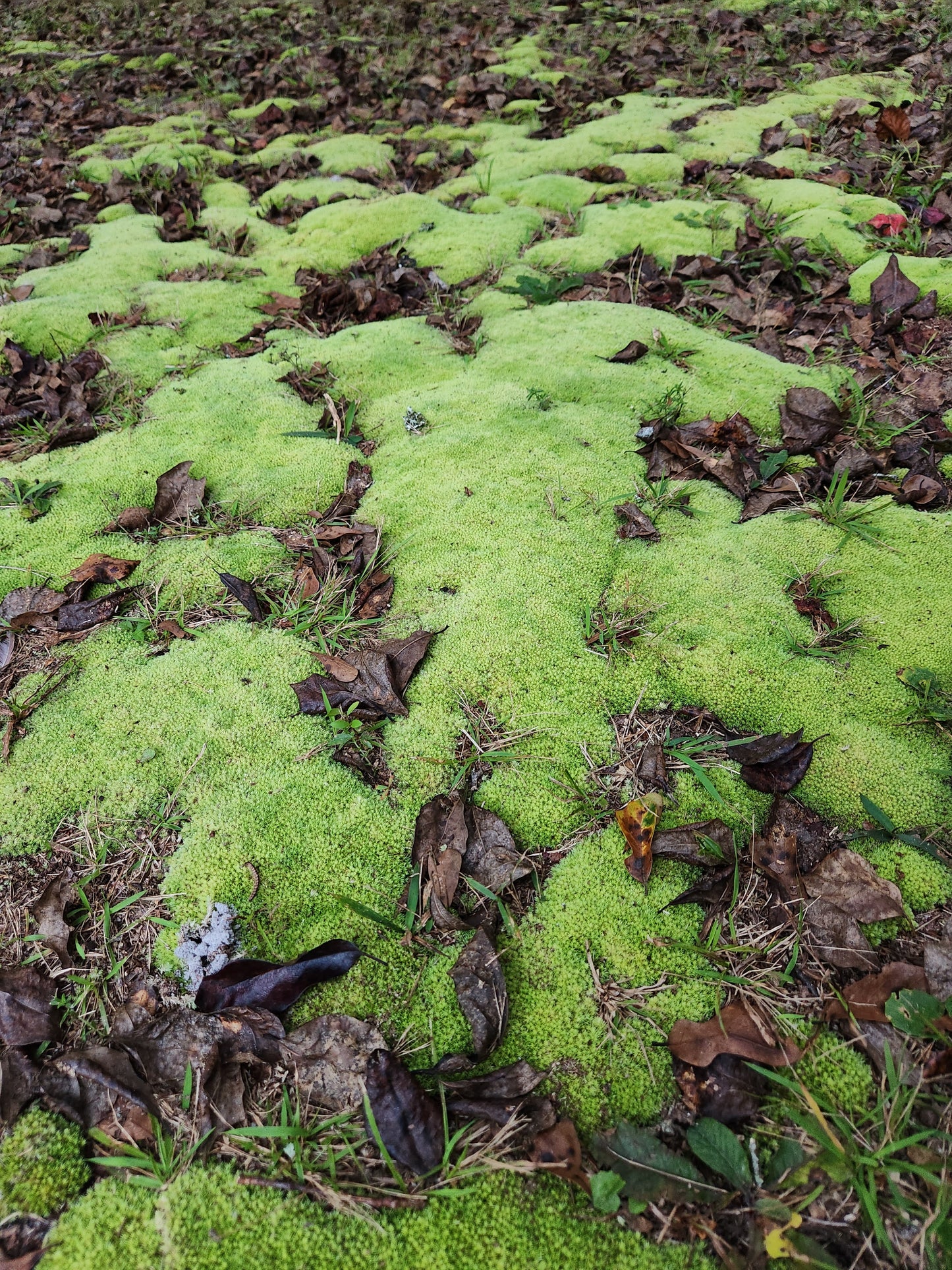 Pincushion Moss "Leocobryum gluacum"