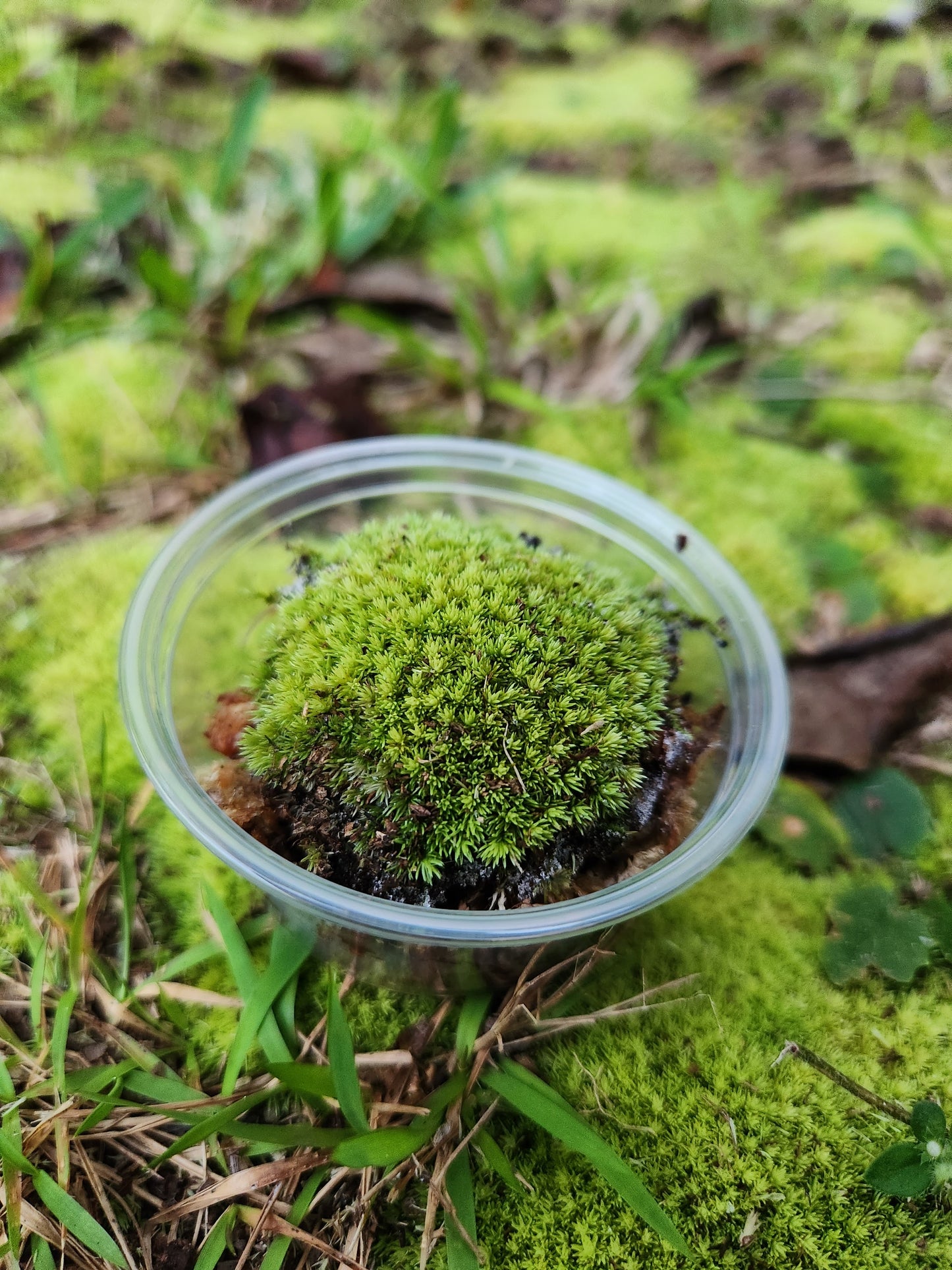 Moss Propagation Kit