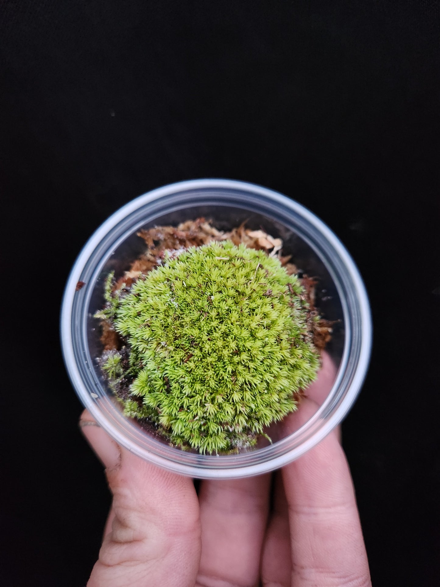 Moss Propagation Kit