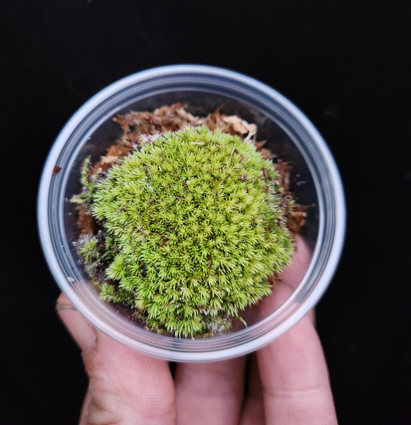 Pincushion Moss "Leocobryum gluacum"