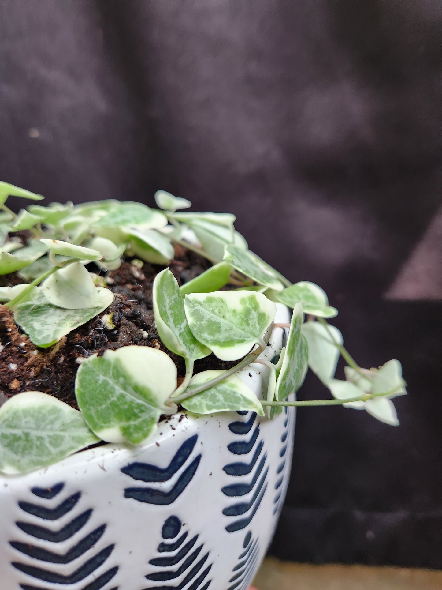 Variegated String of Arrows