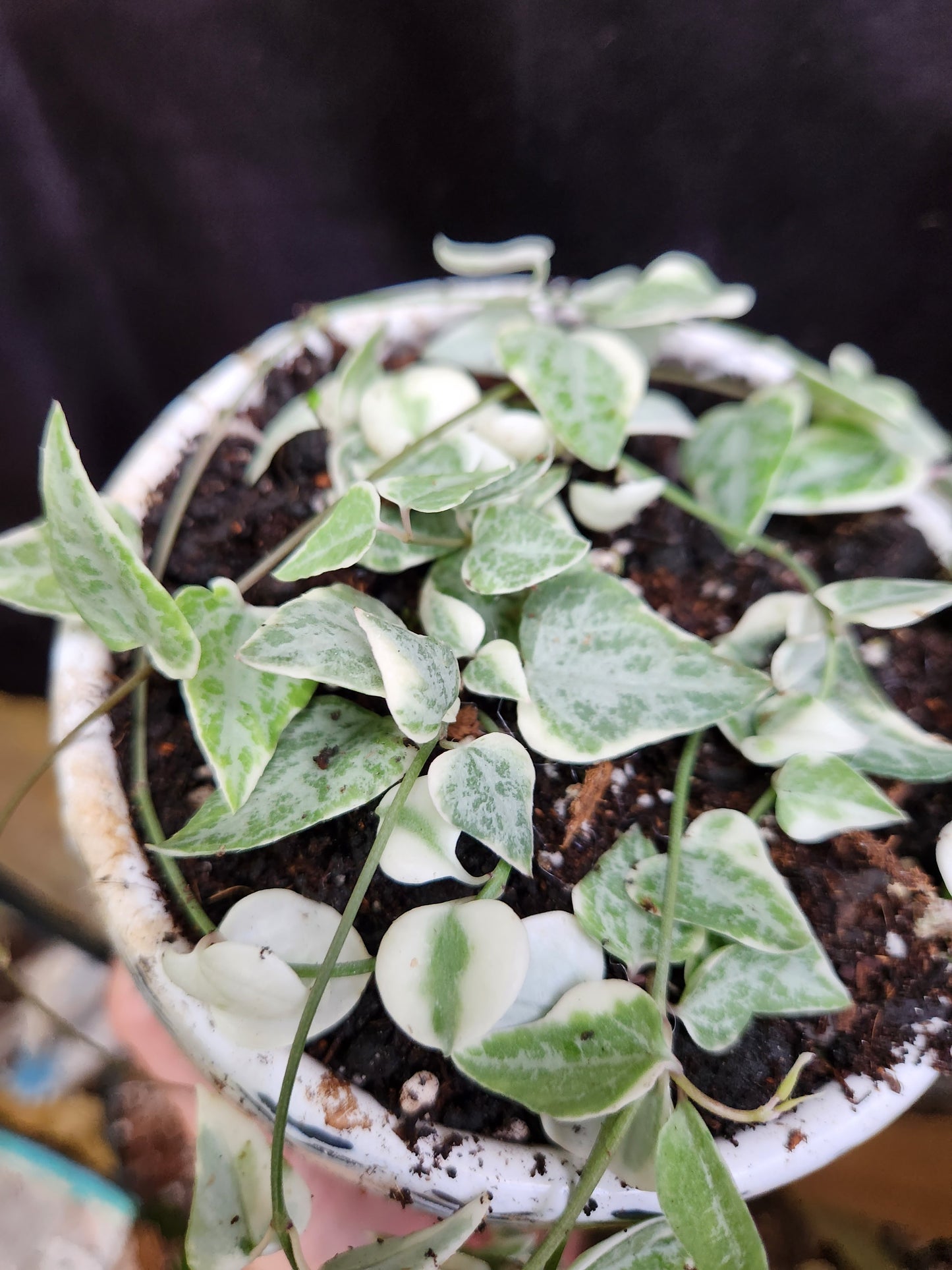 Variegated String of Arrows