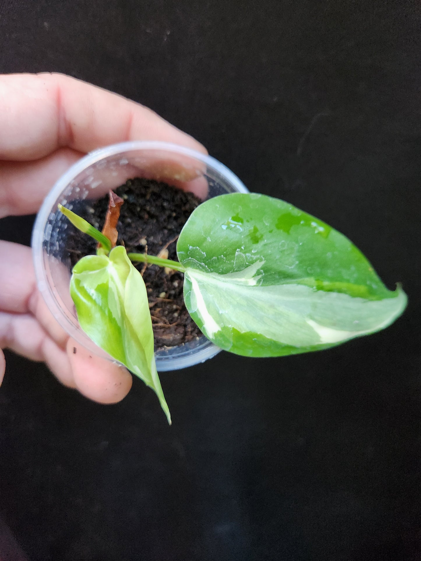 Philodendron Rio
