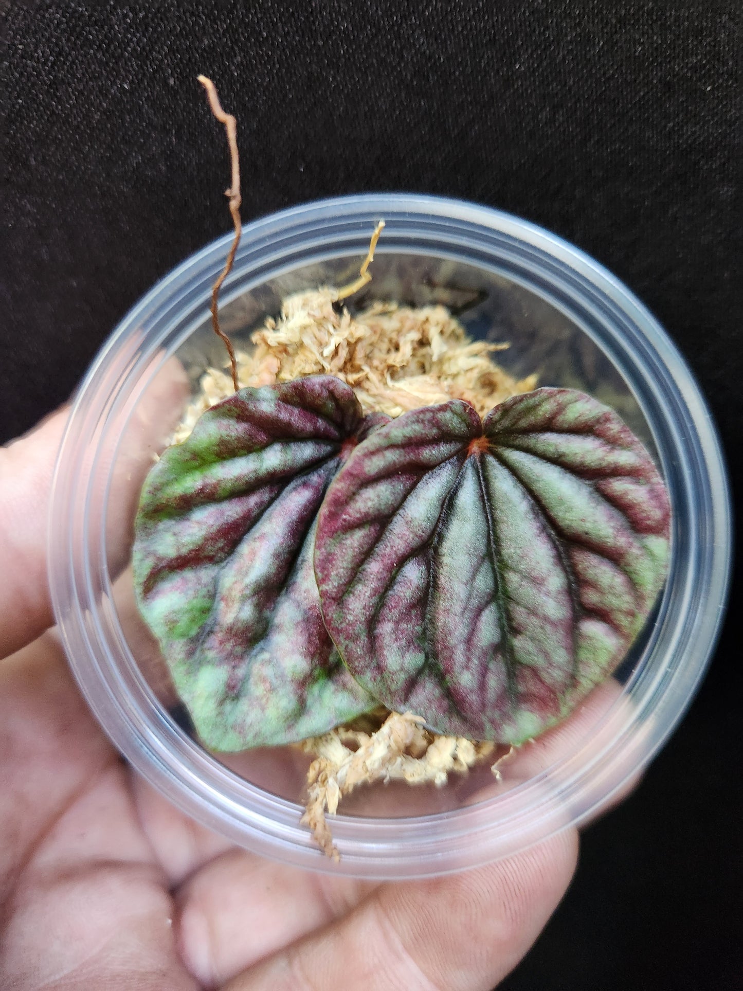 Peperomia Propagation Kit