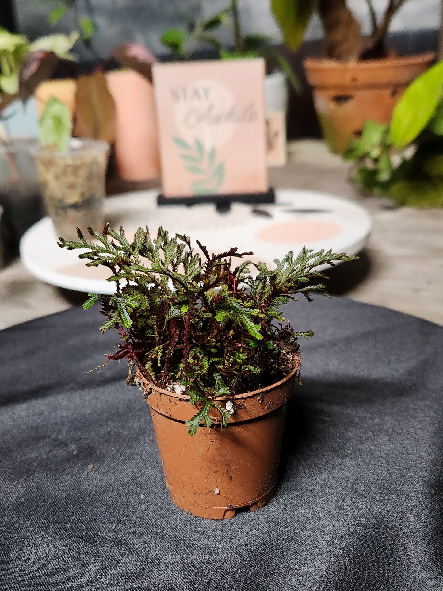 Selaginella
"Red Peacock Spikemoss"