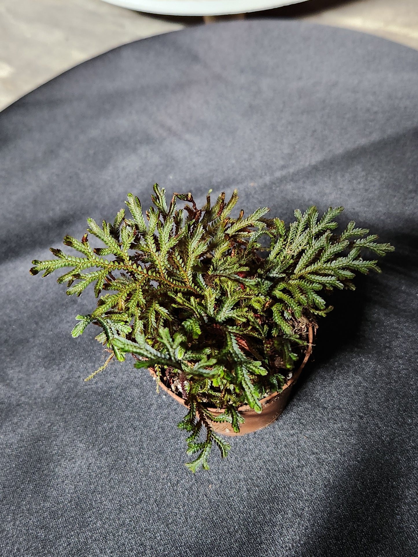 Selaginella
"Red Peacock Spikemoss"