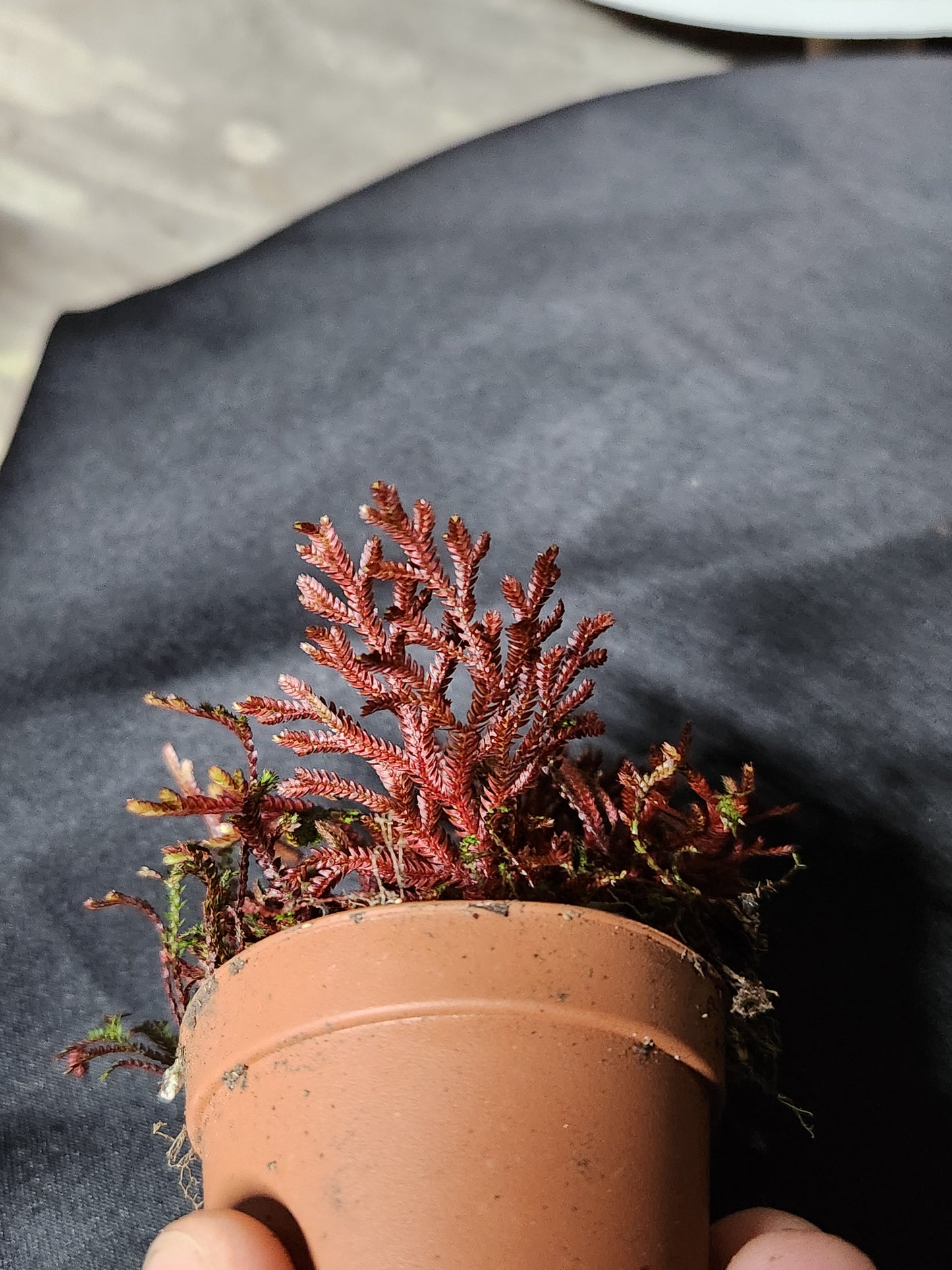 Selaginella
"Red Peacock Spikemoss"