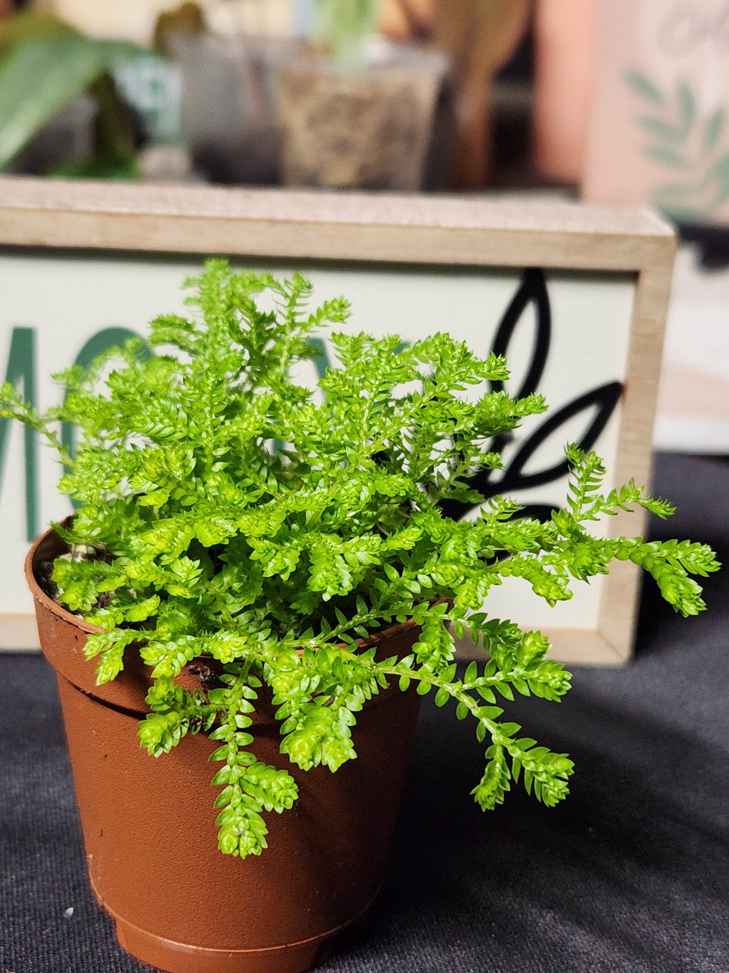 Frosty Fern Spikemoss "Selaginella kraussiana"