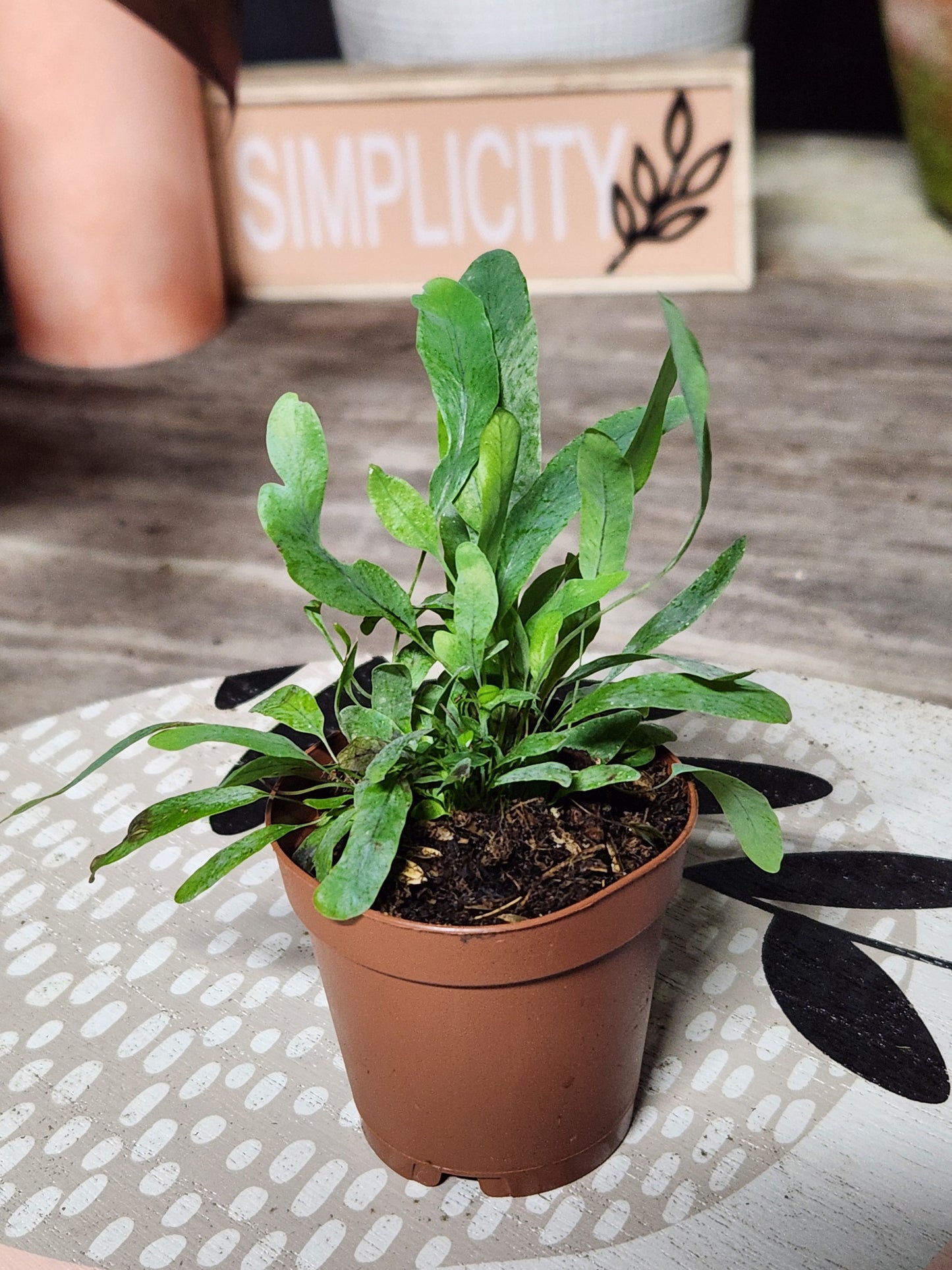 Polypodium Aureum Blue Star Fern