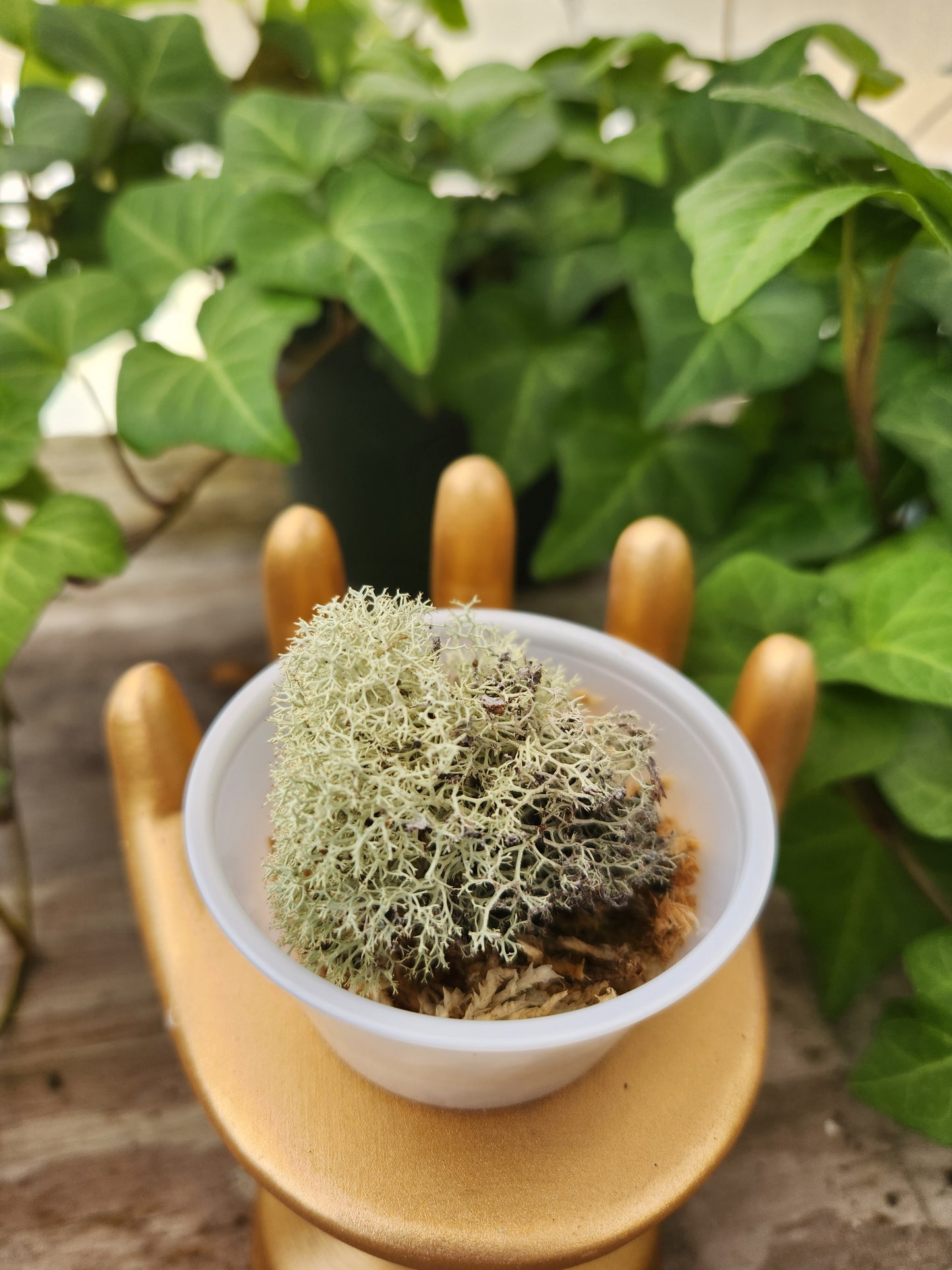 Moss Propagation Kit