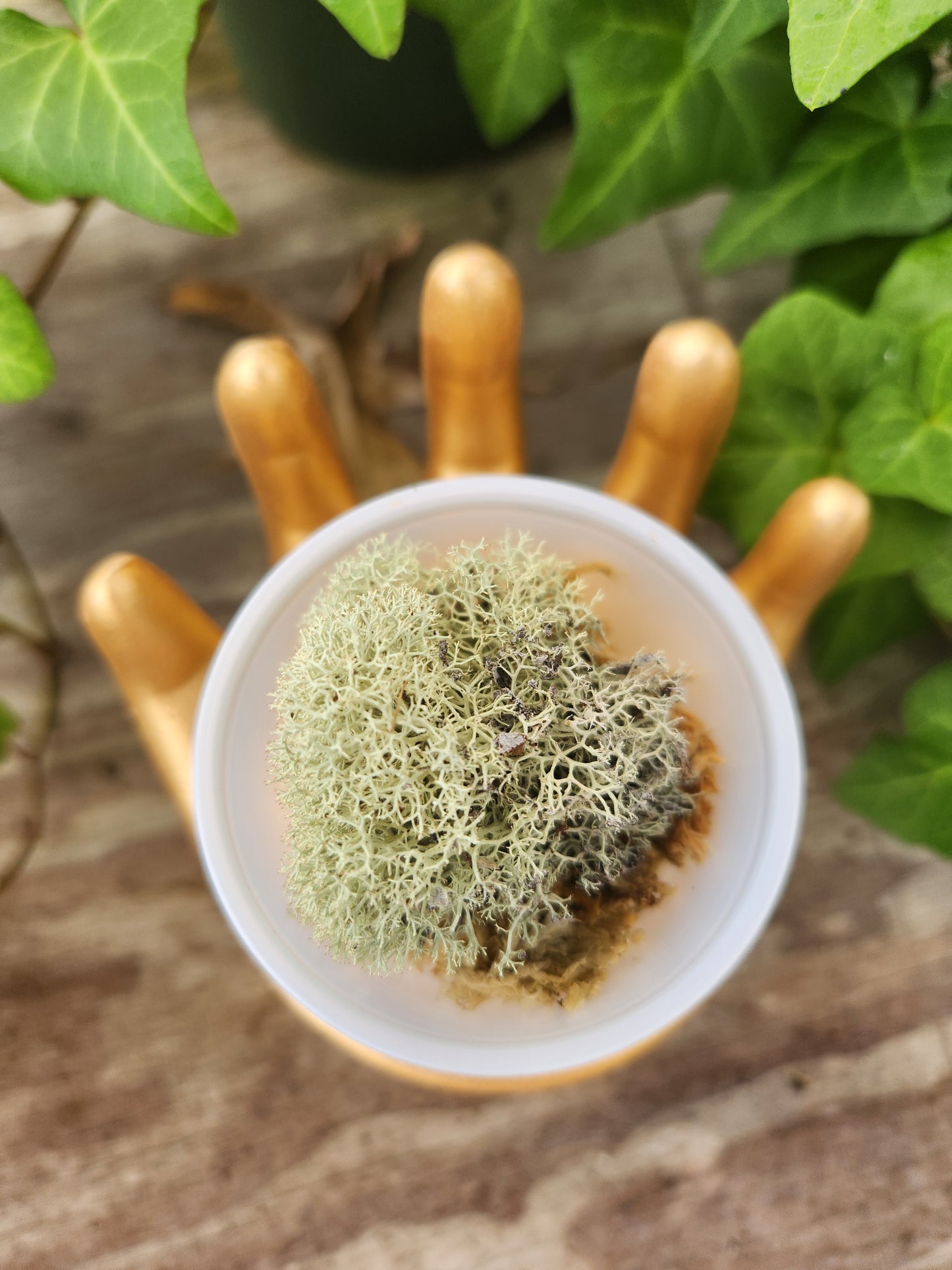 Moss Propagation Kit