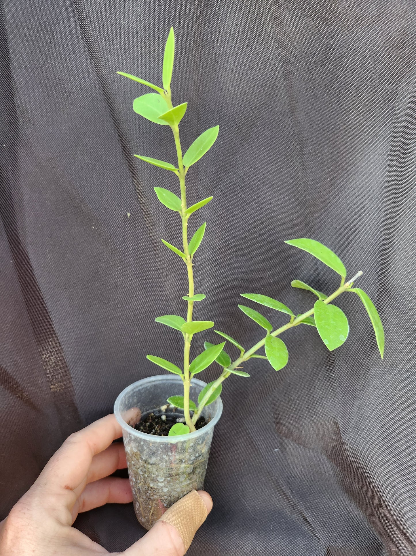 Hoya Cumingiana
