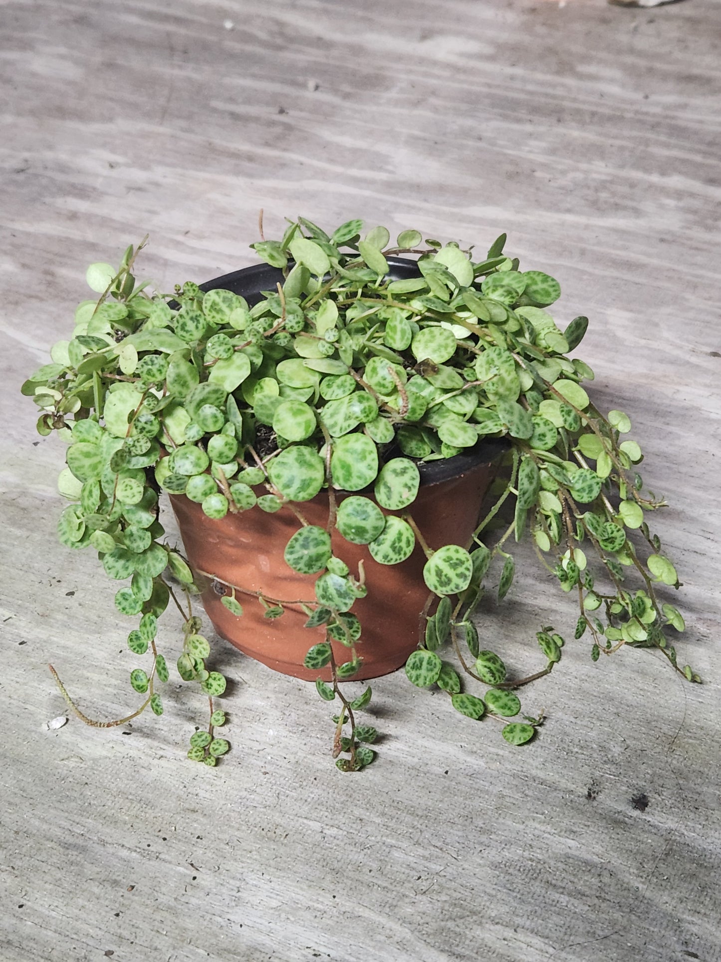 Peperomia Prostrata "String Of Turtles"