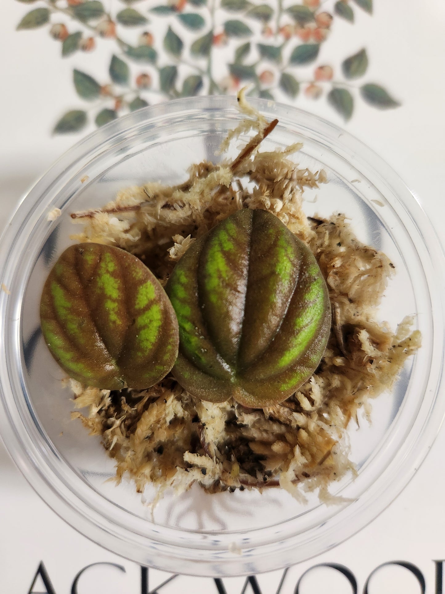 Peperomia Peppermill