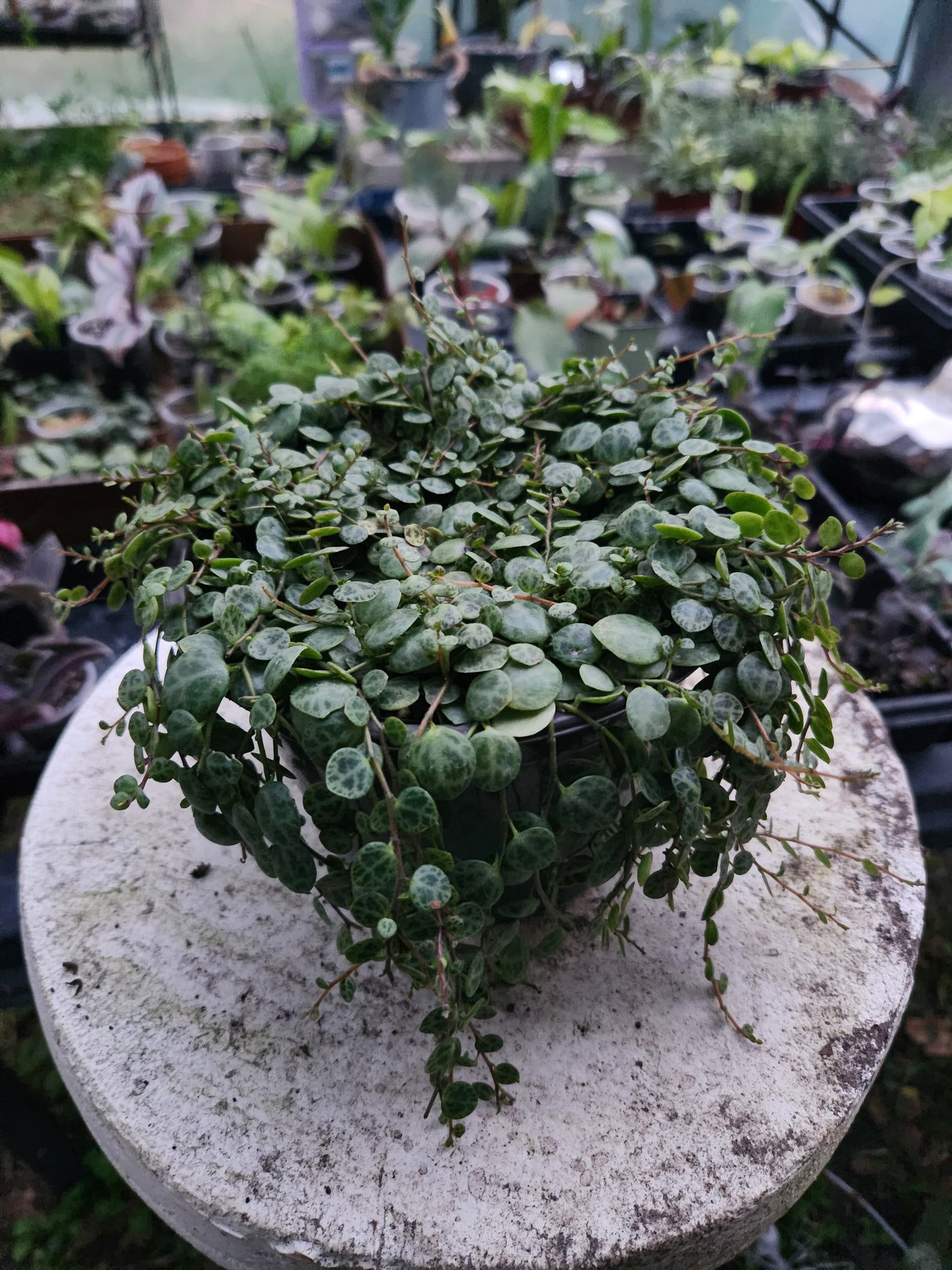 Peperomia Prostrata "String Of Turtles"