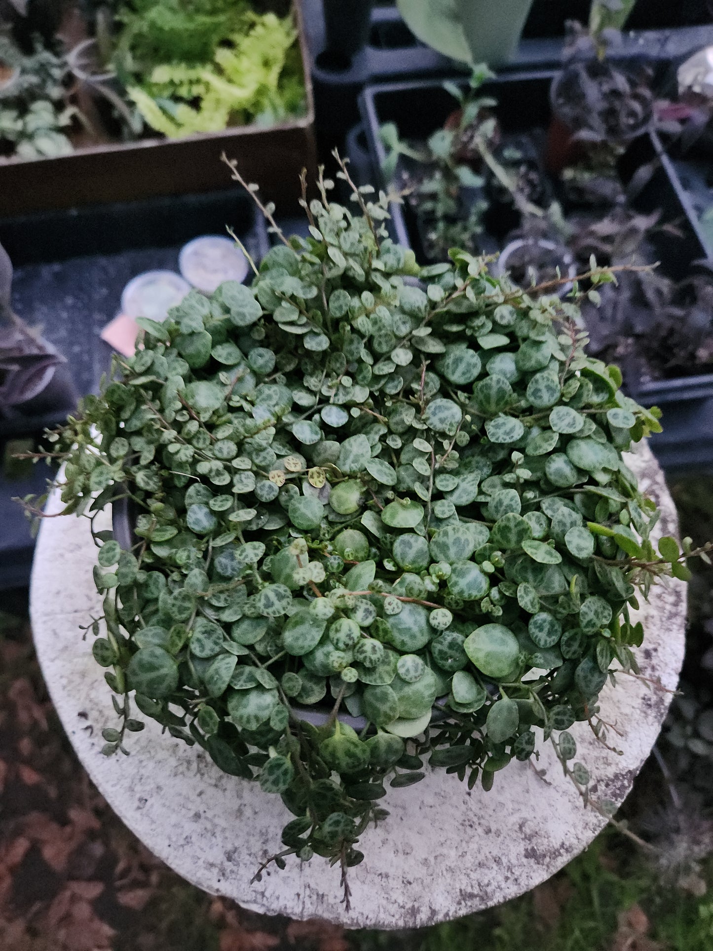 Peperomia Prostrata "String Of Turtles"