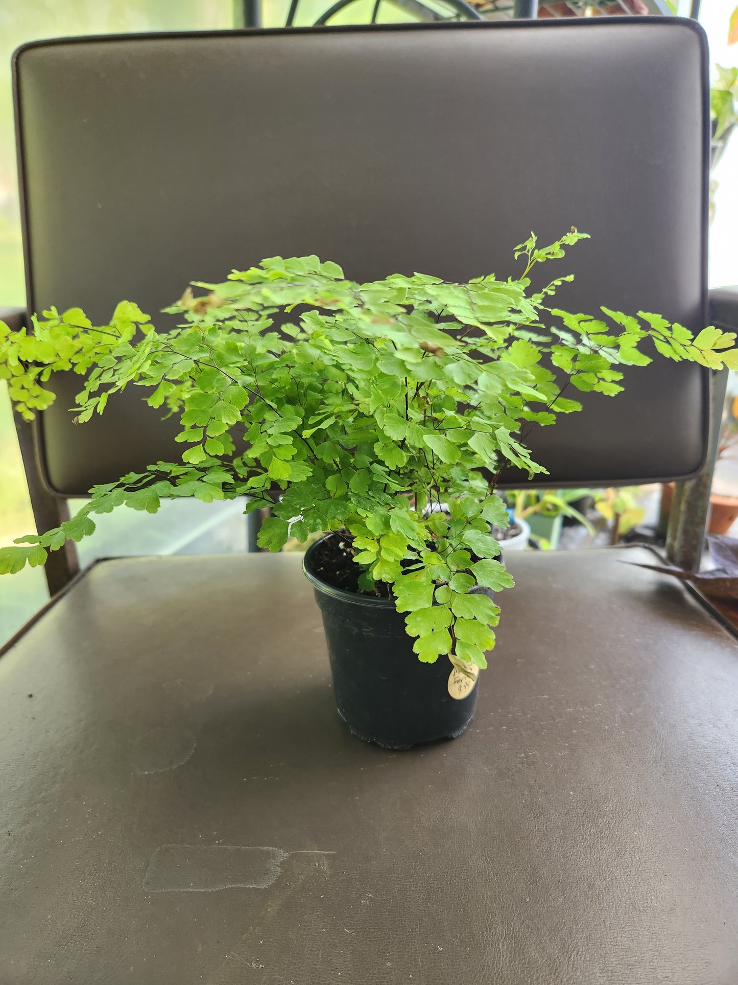 Maidenhair Fern
