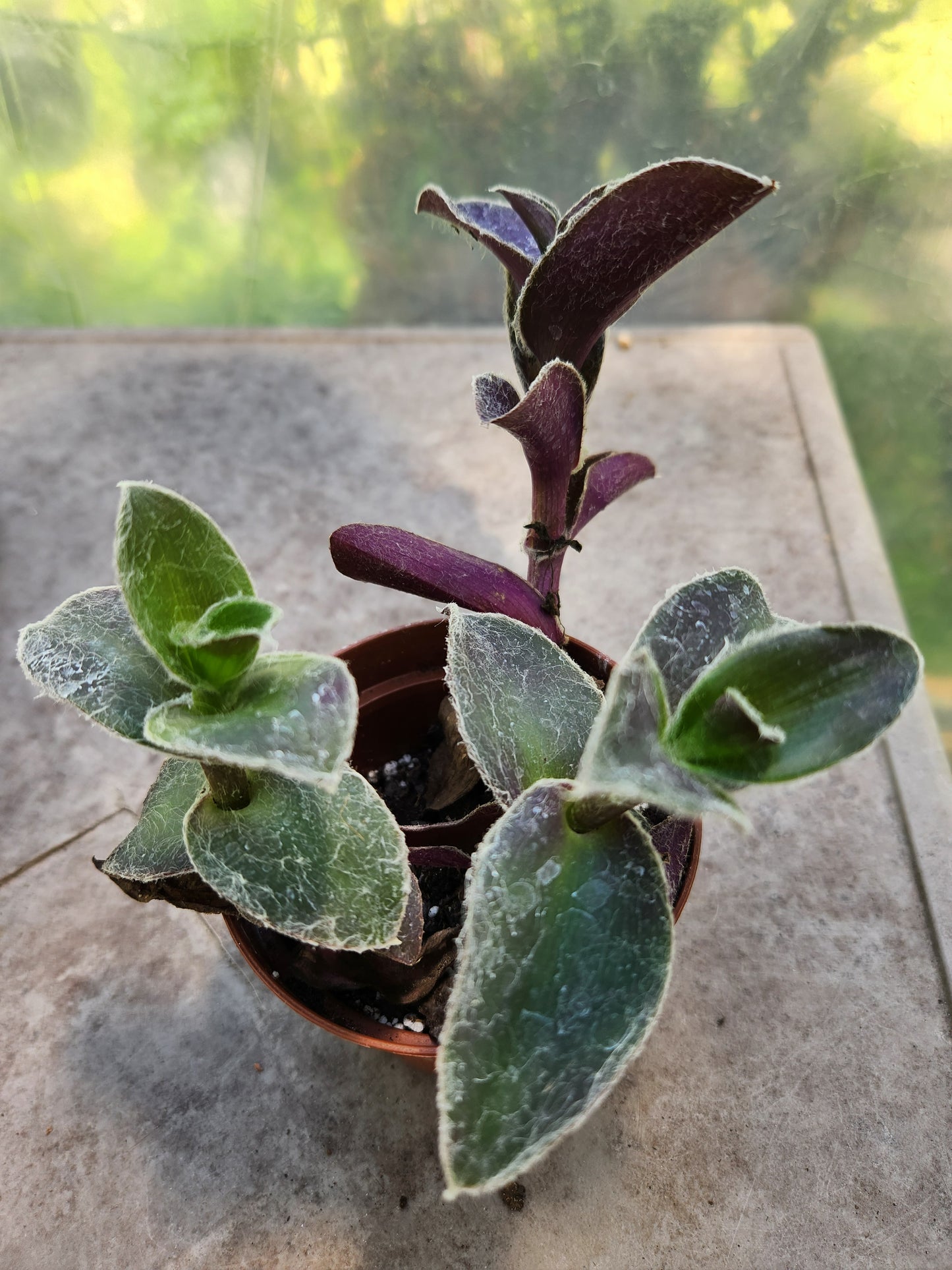 Pale Puma Tradescantia