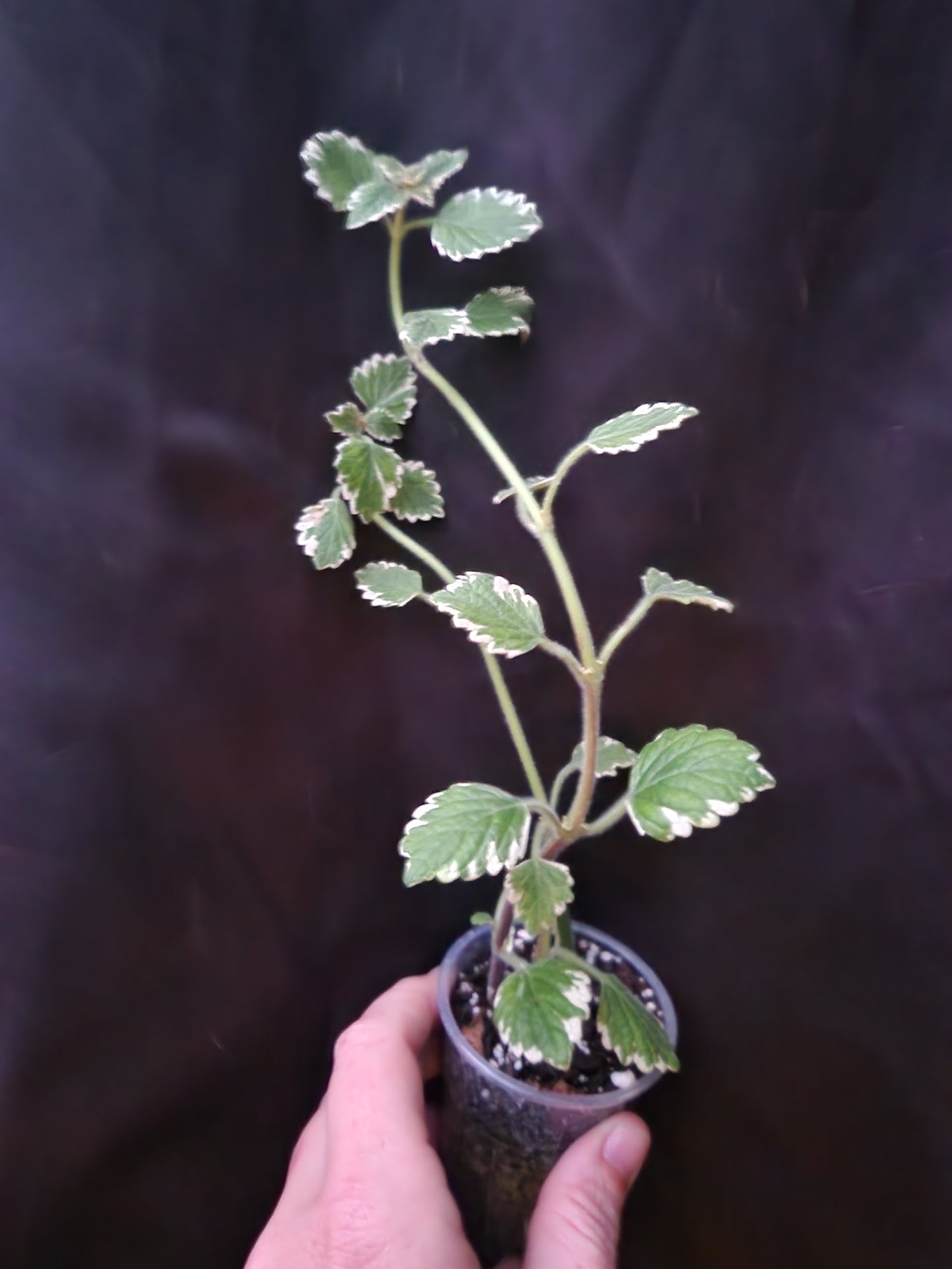 White Edged Swedish Ivy