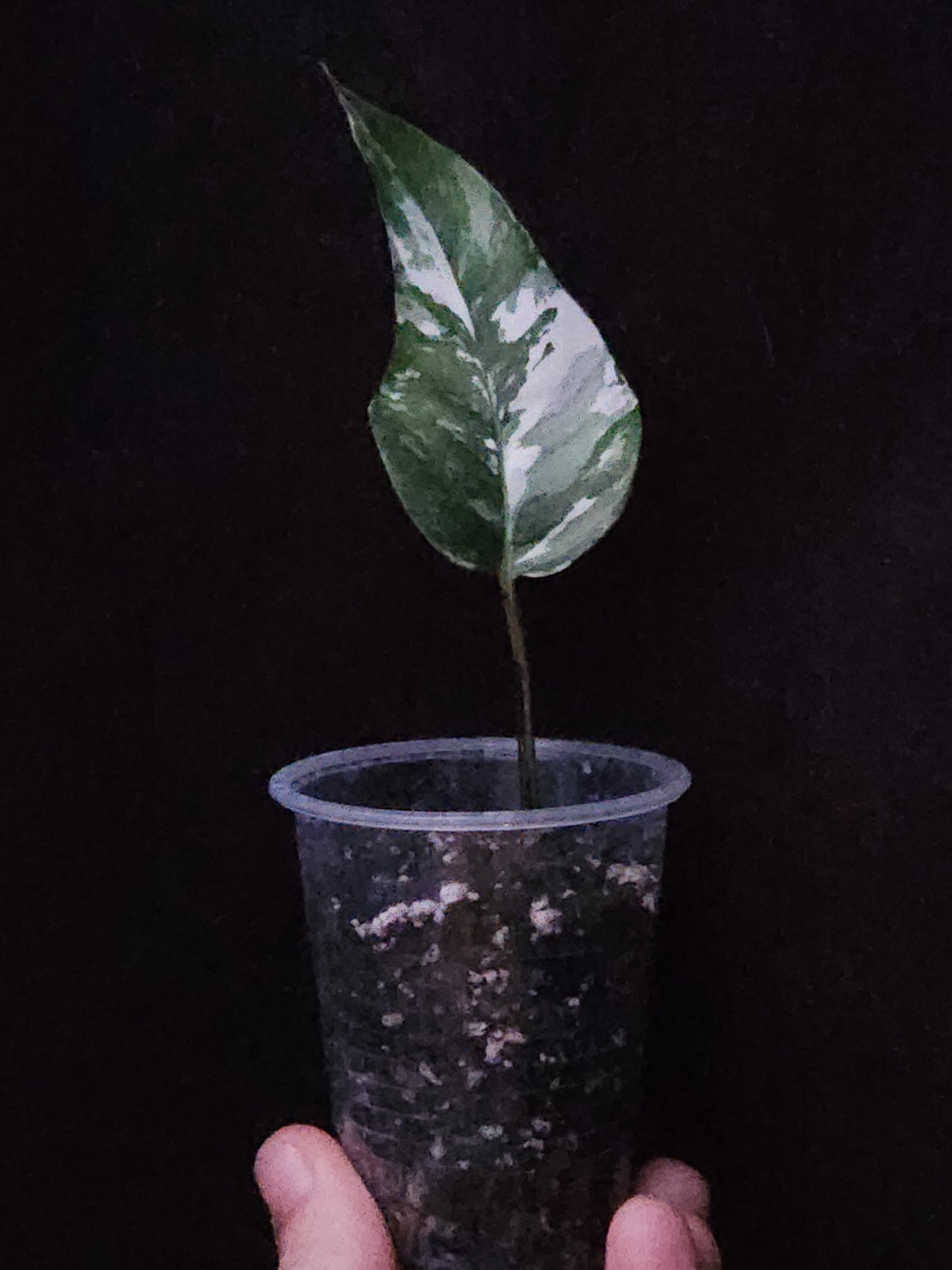 Epipremnum Pinnatum Albo