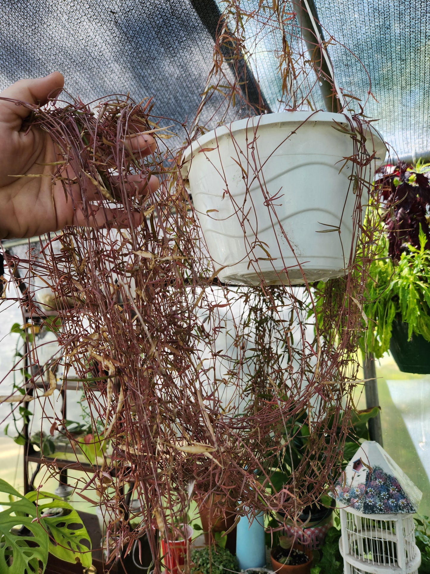 String of Needles