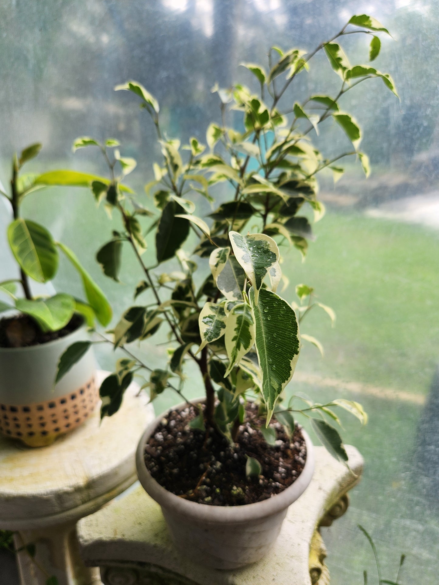 Variegated Ficus Benjamina