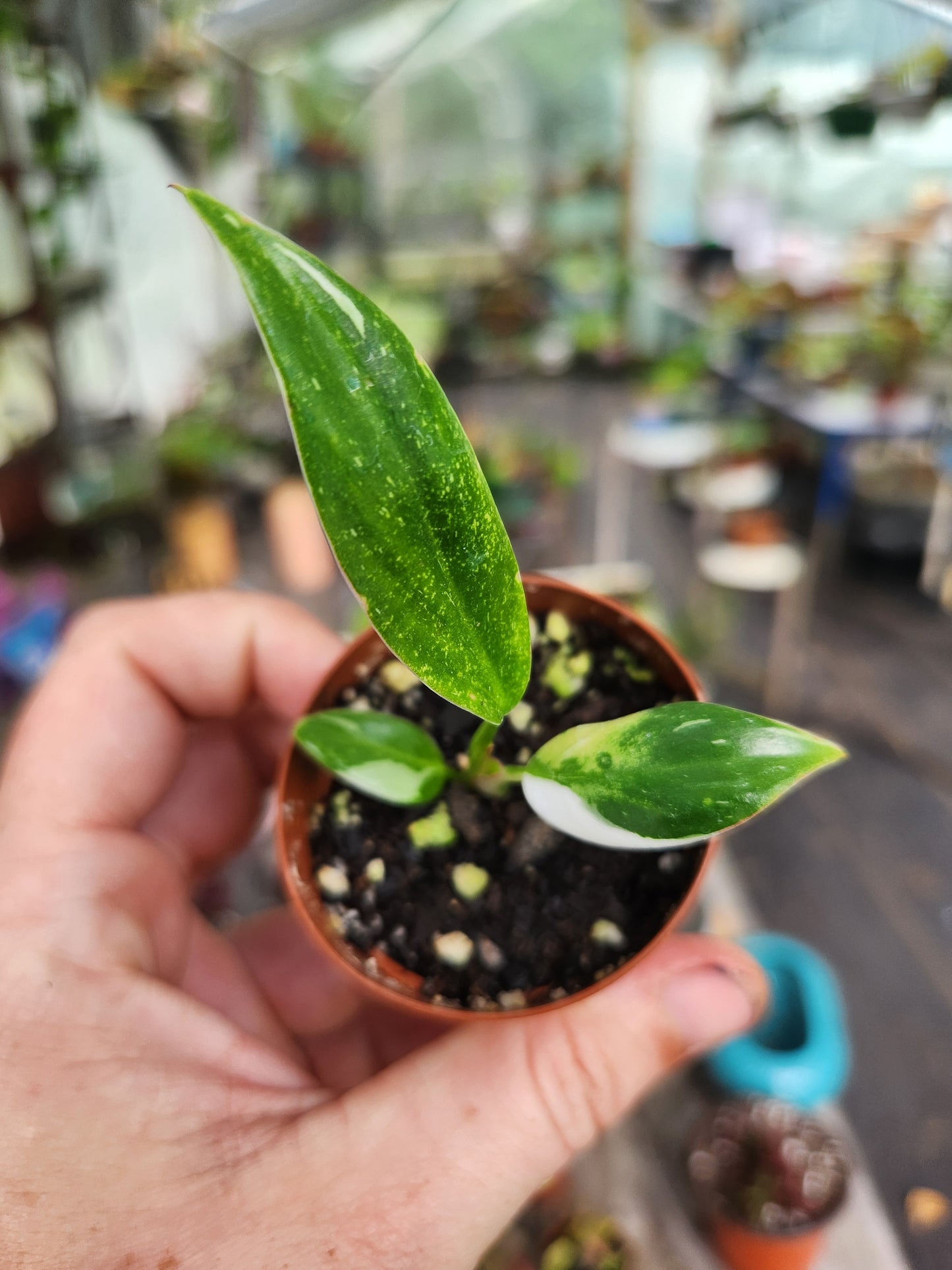 Philodendron White Princess