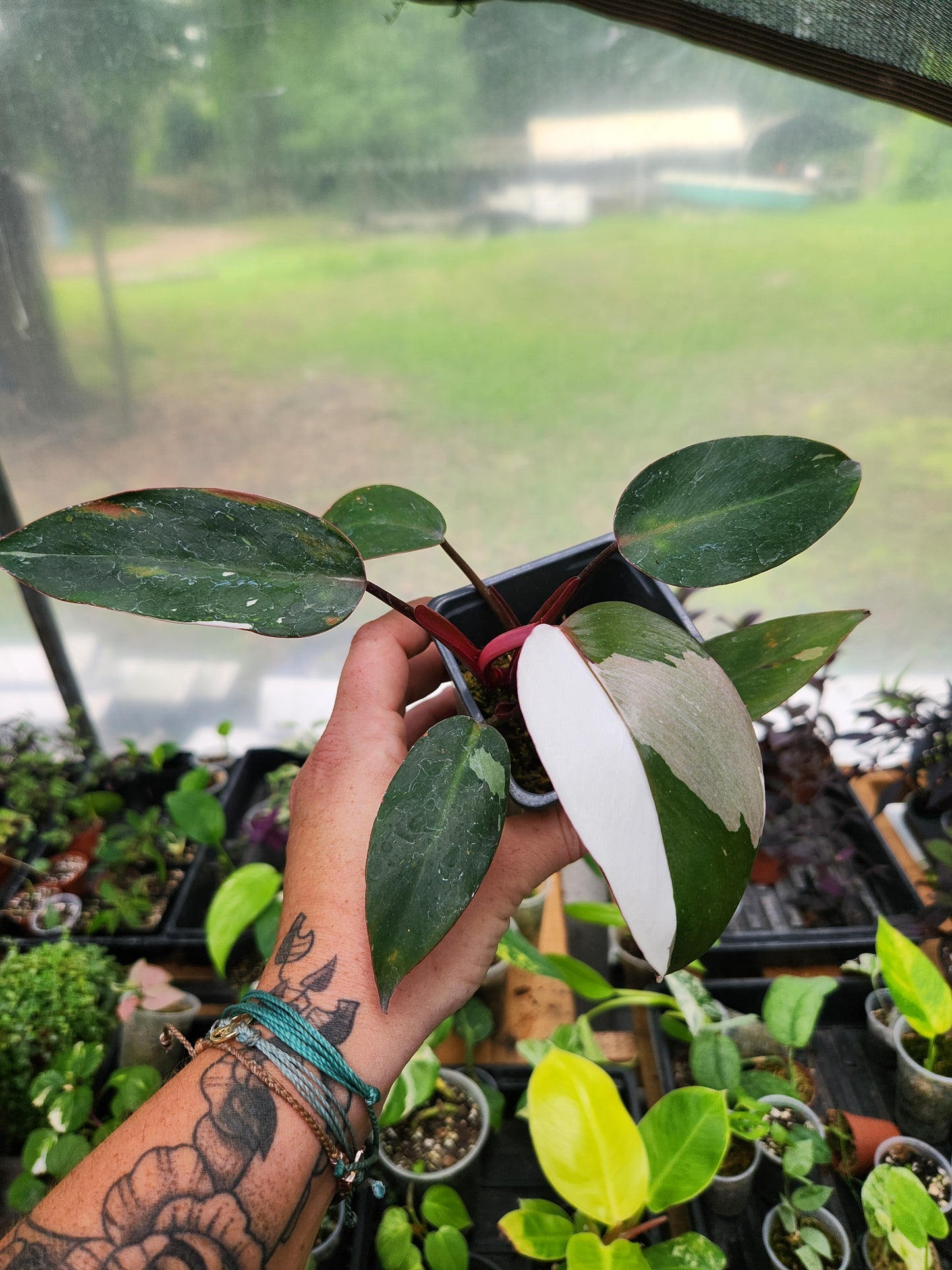 Red Anderson Philodendron