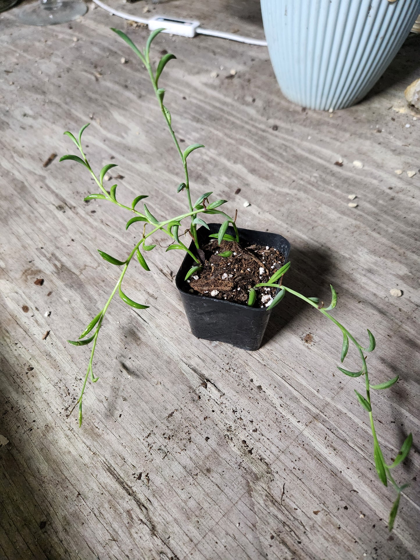 String of Bananas