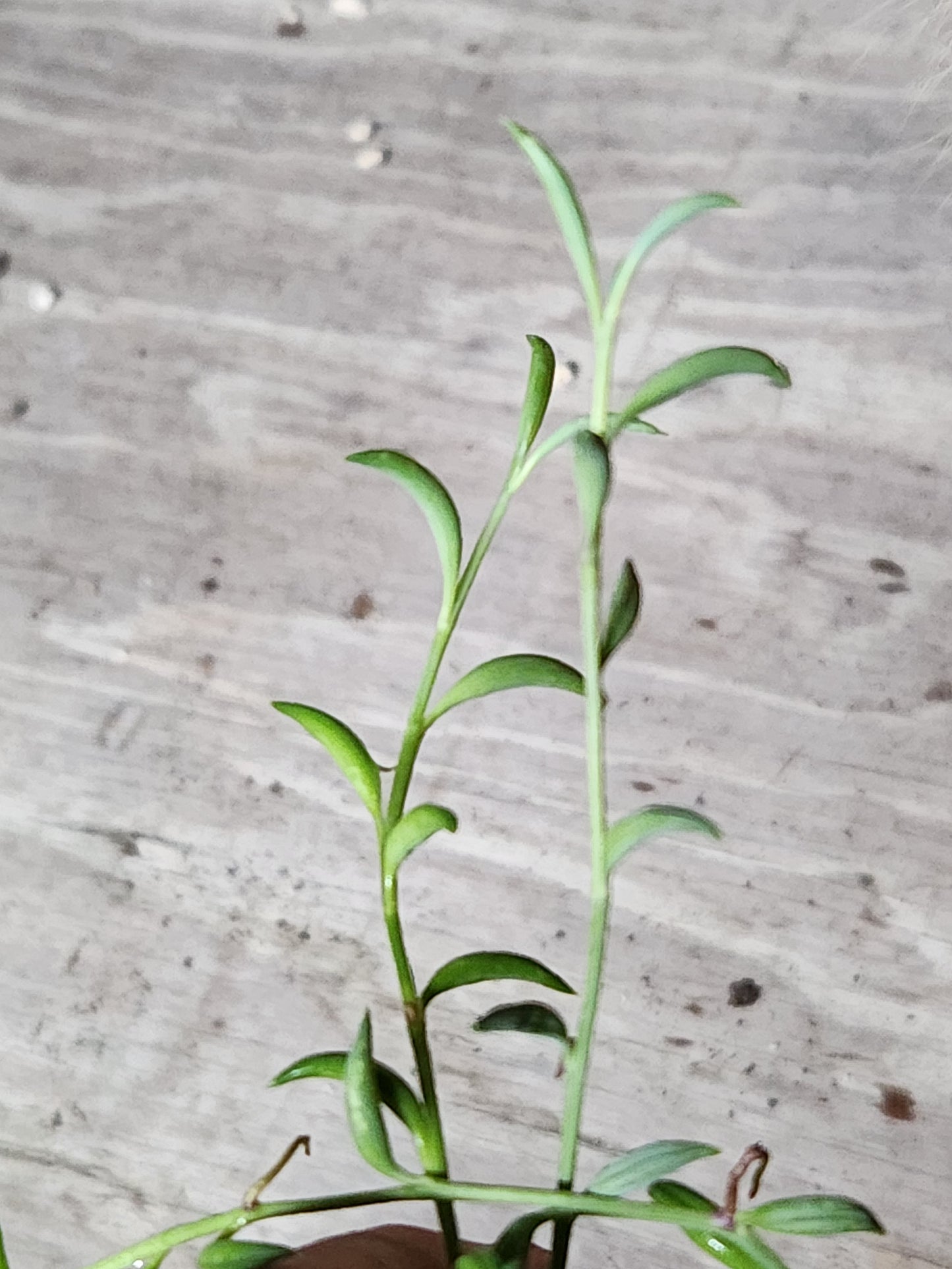 String of Bananas
