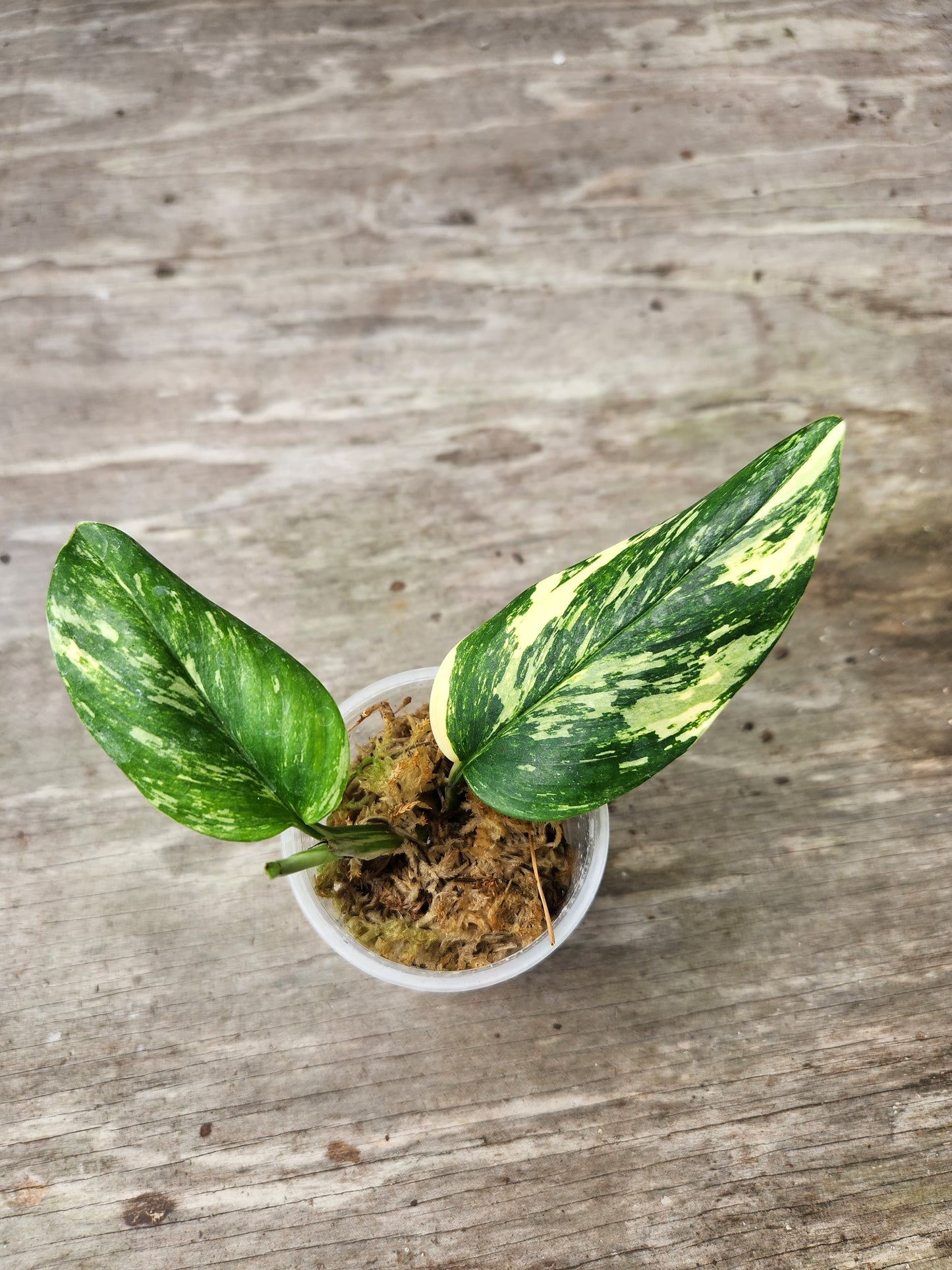 Monstera Standleyana Aurea