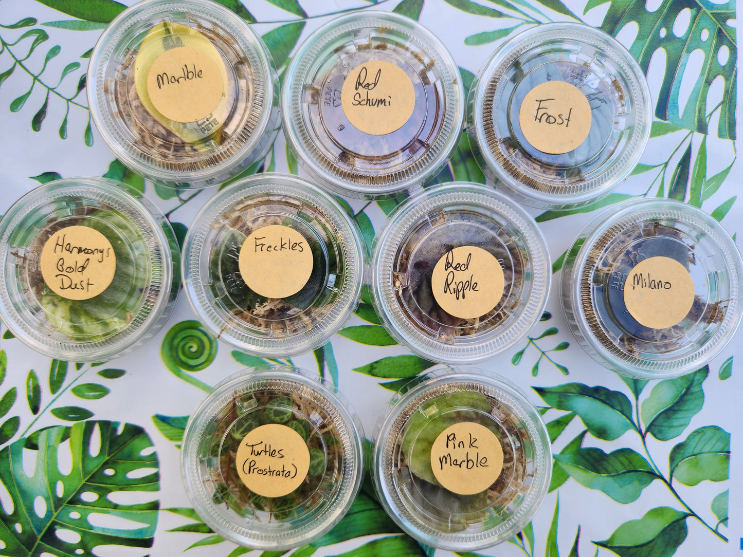 "Introduction to Propagation" Garden Science Subscription Kit