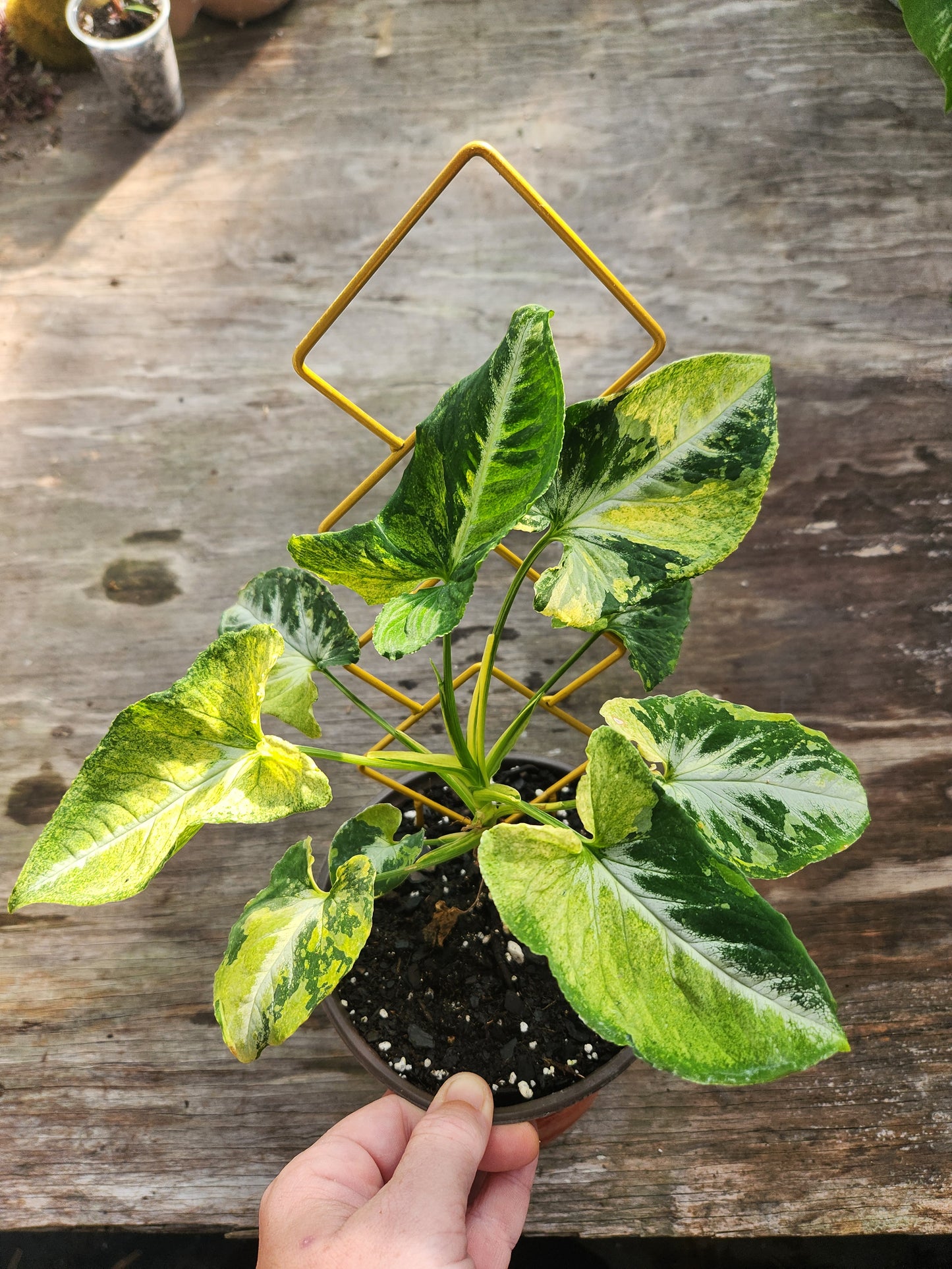 Syngonium Scrambled Eggs