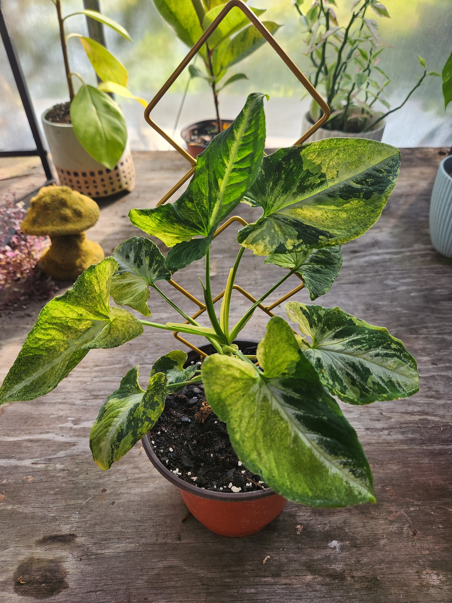 Syngonium Scrambled Eggs