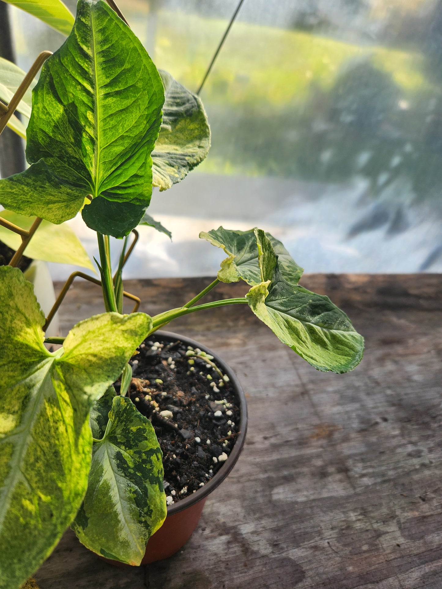 Syngonium Scrambled Eggs