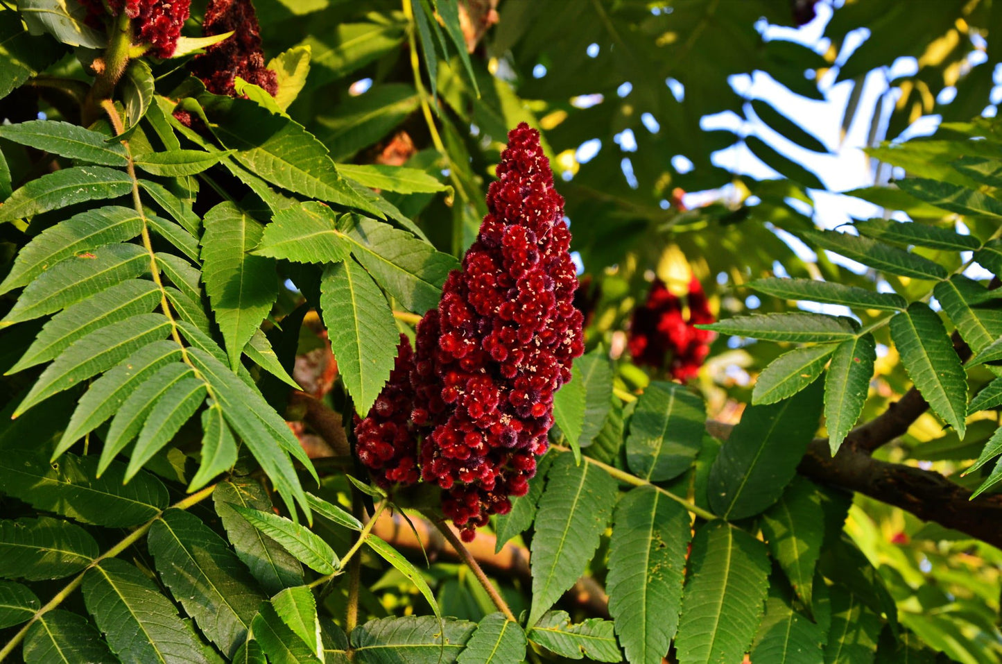 Dried Sumac Berries