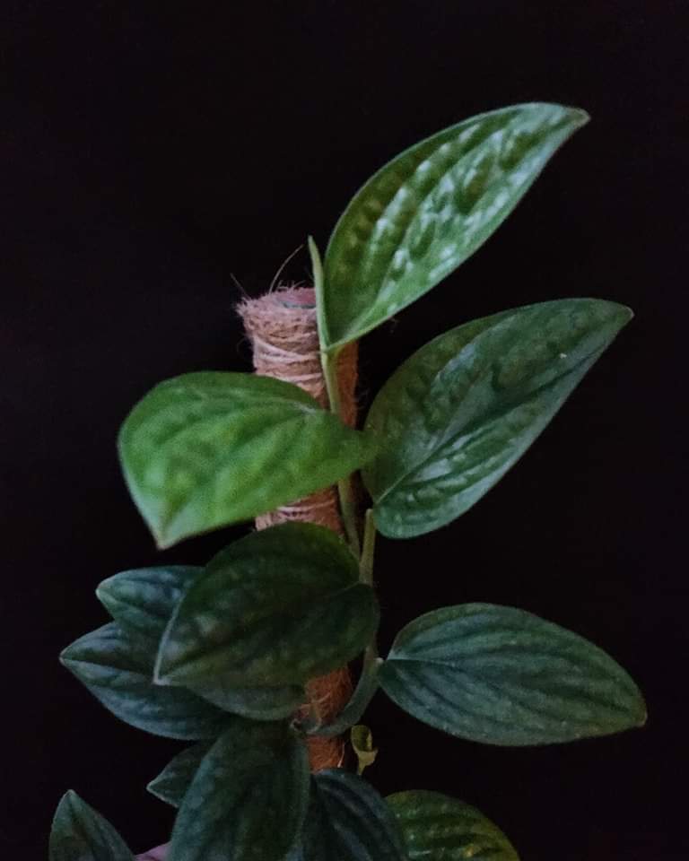 Monstera Peru