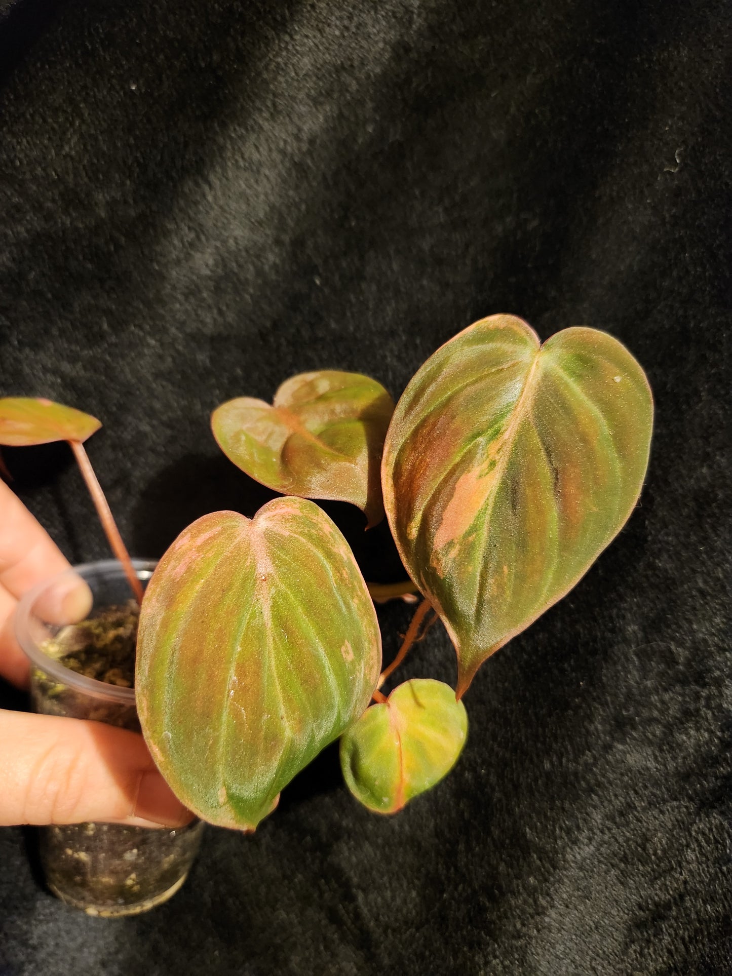 Aurea Variegated Philodendron Micans