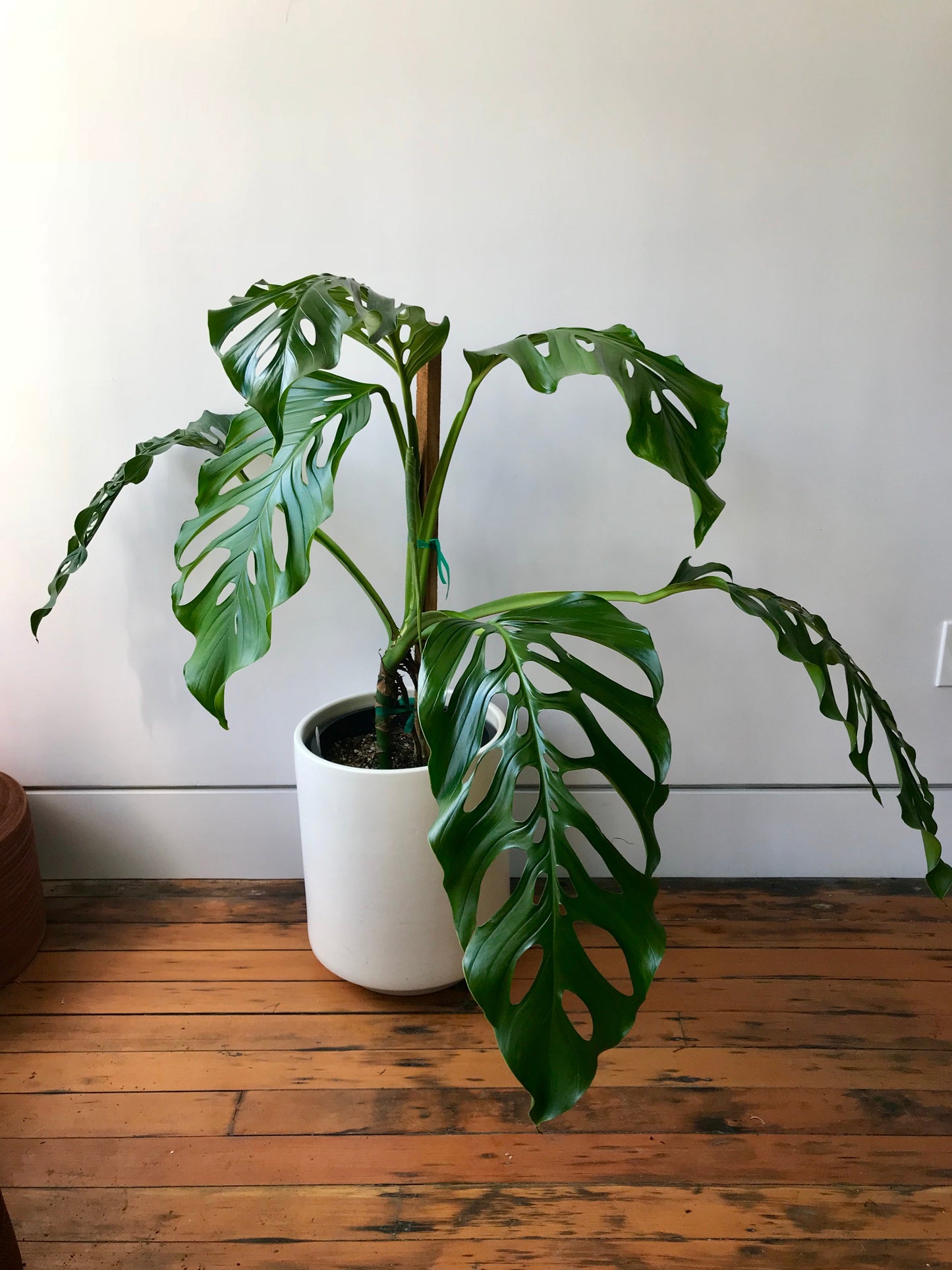 Monstera Acacoyaguensis