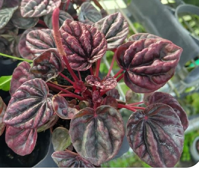 Peperomia Propagation Kit