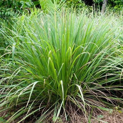 Dried Lemongrass